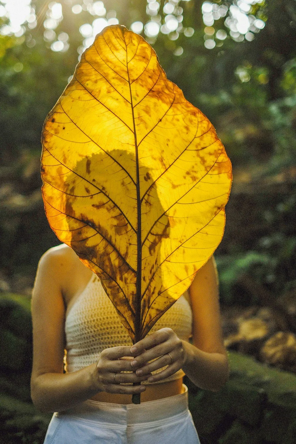 Person holding a large yellow leaf in front of their face, with a blurred forest background and sunlight filtering through the trees.
