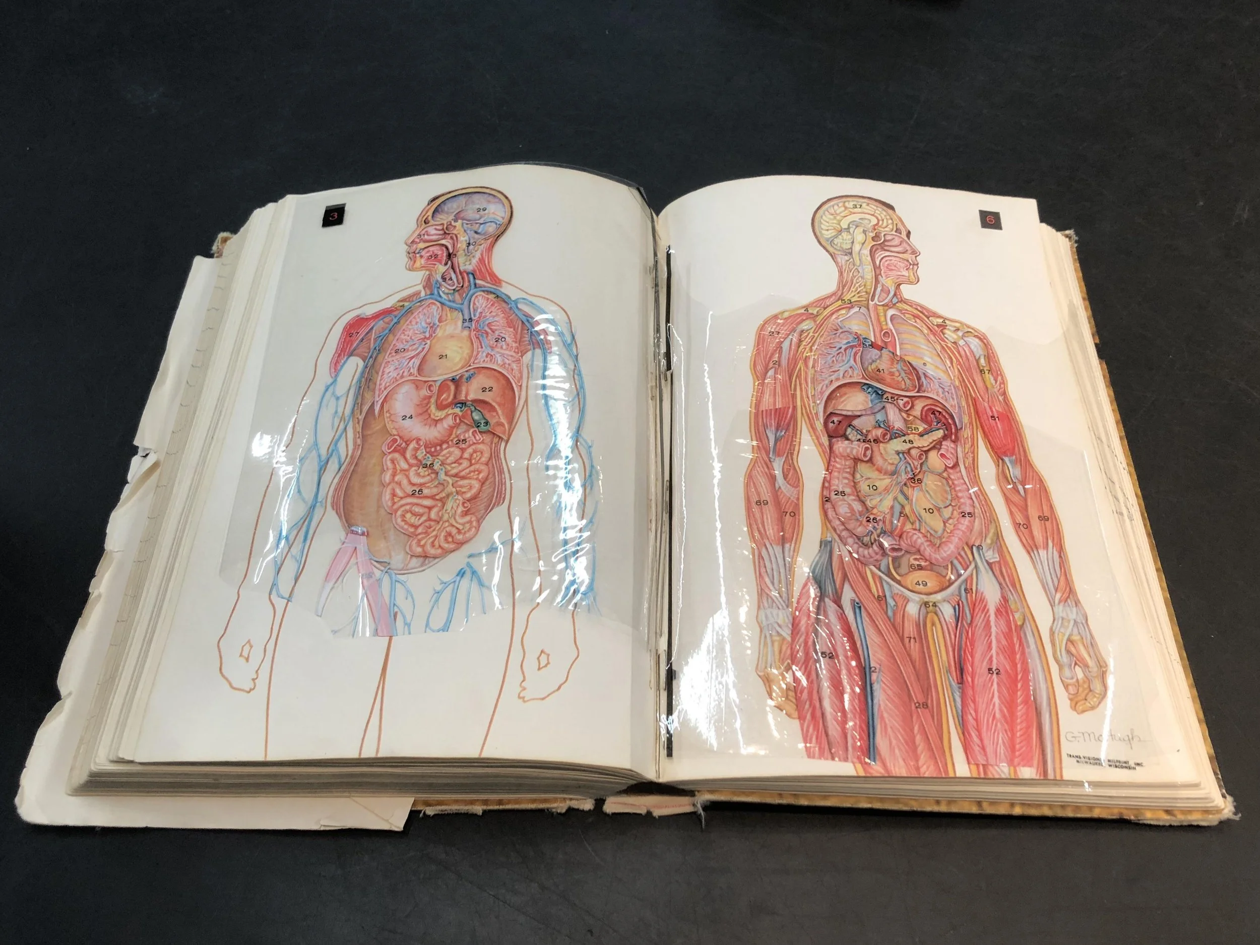 Old transparent anatomy text book