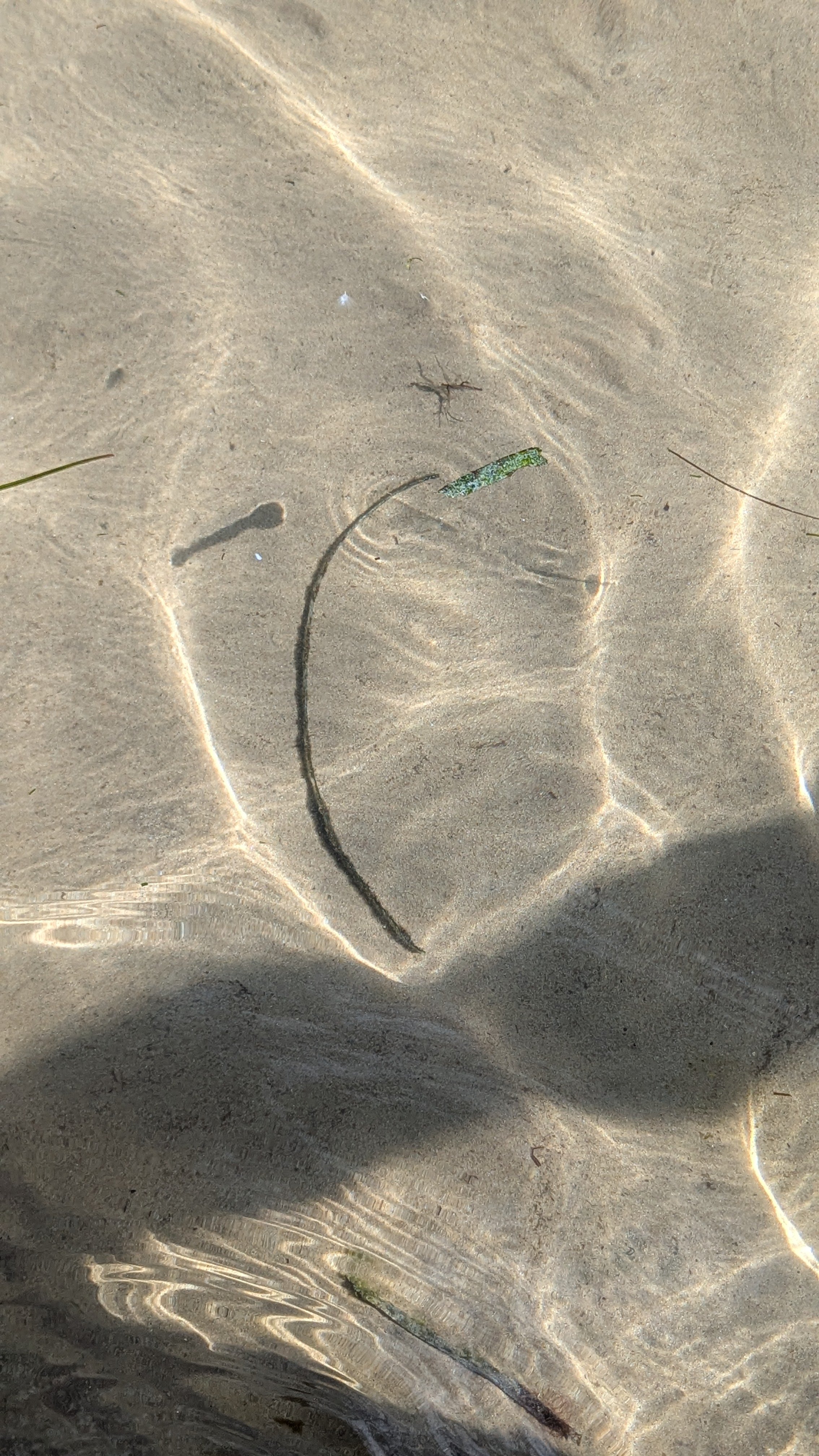 Close-up of sandy beach with small plant debris, tiny starfish, and ripples in water