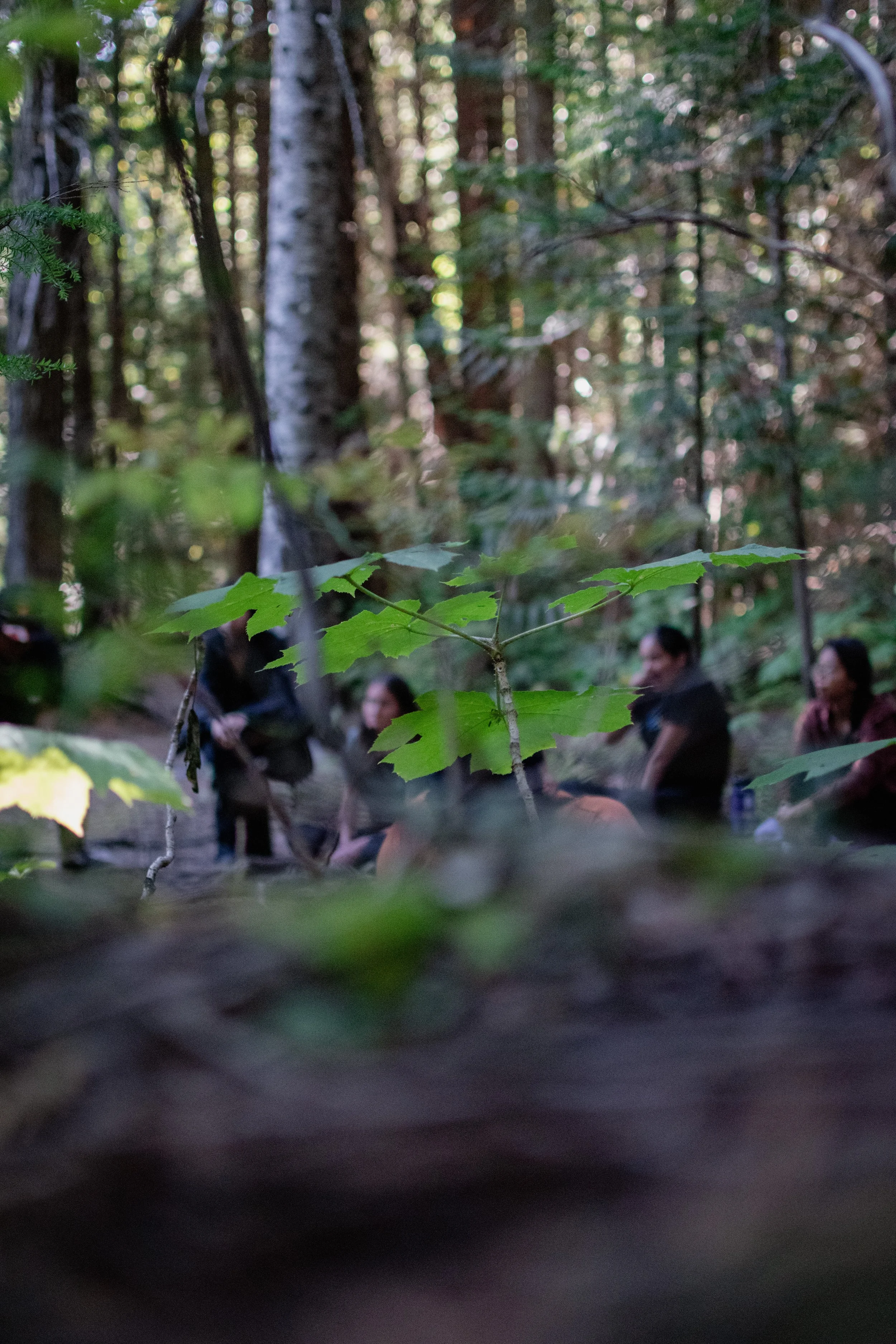 Why we all win with Indigenous cultural reclamation