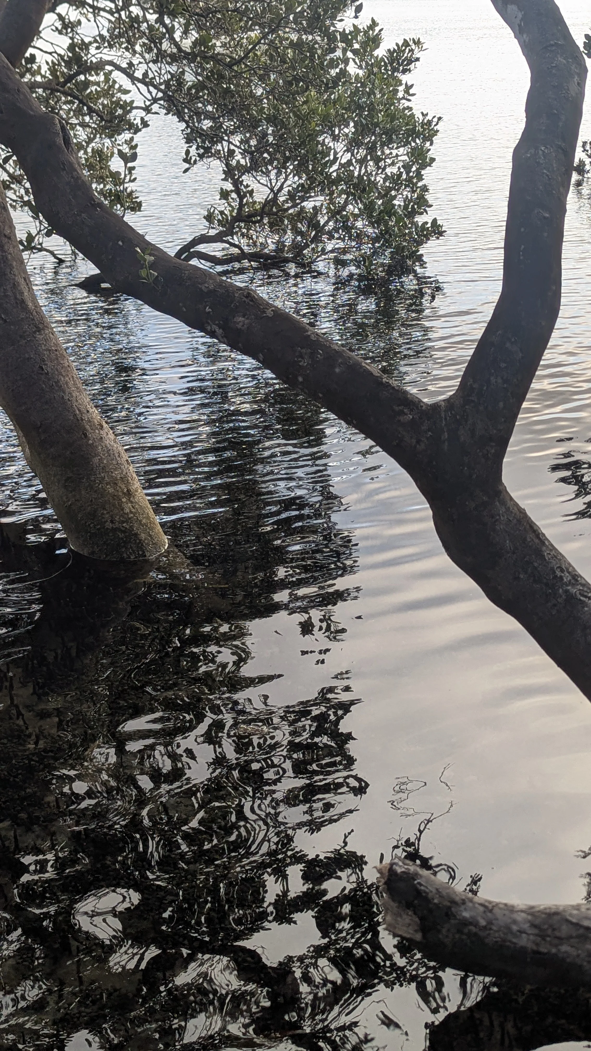 Tree branches extending over a calm body of water with reflections of the branches and leaves on the surface.