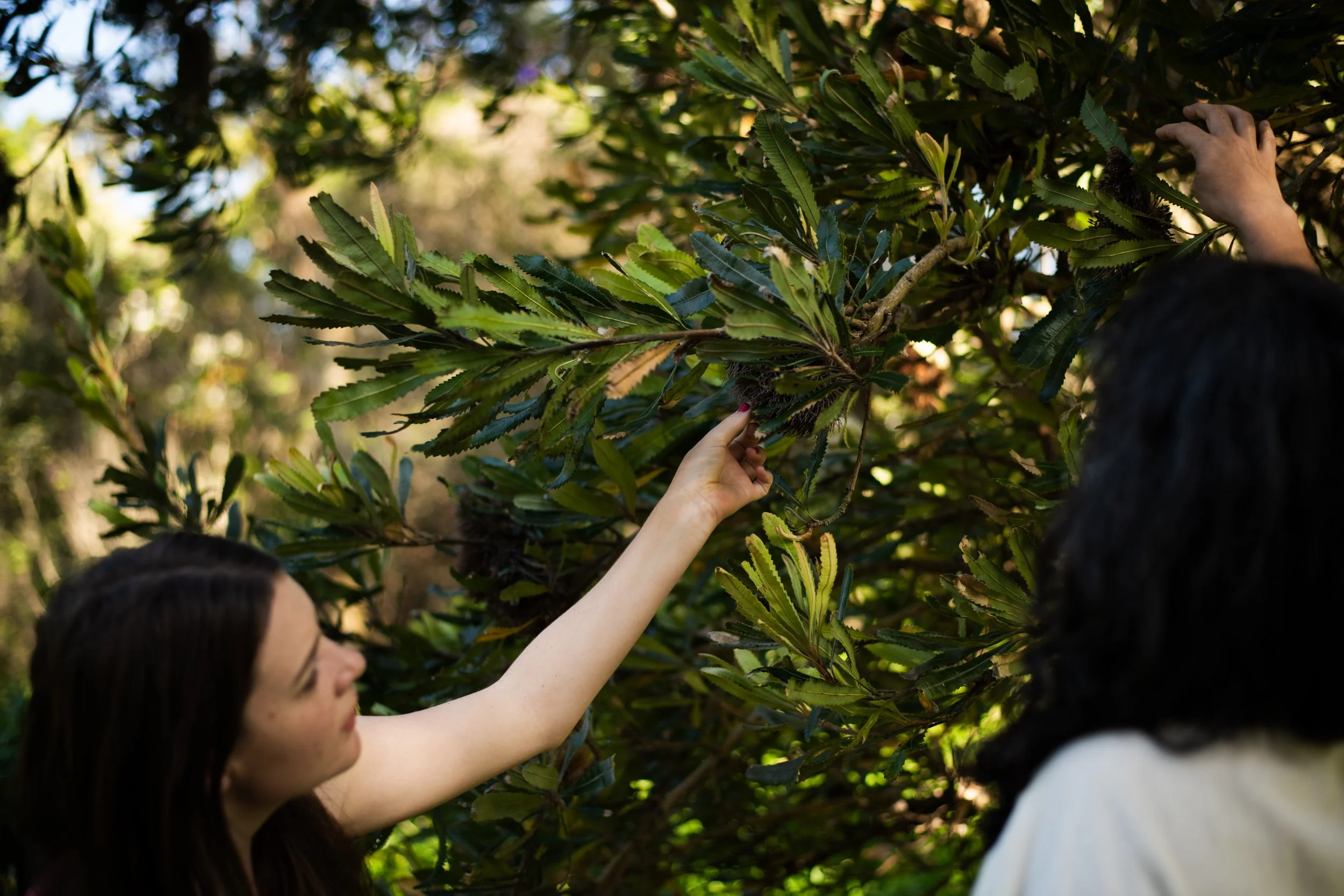 Two women examining and touching a large, leafy plant outdoors in a sunny environment.