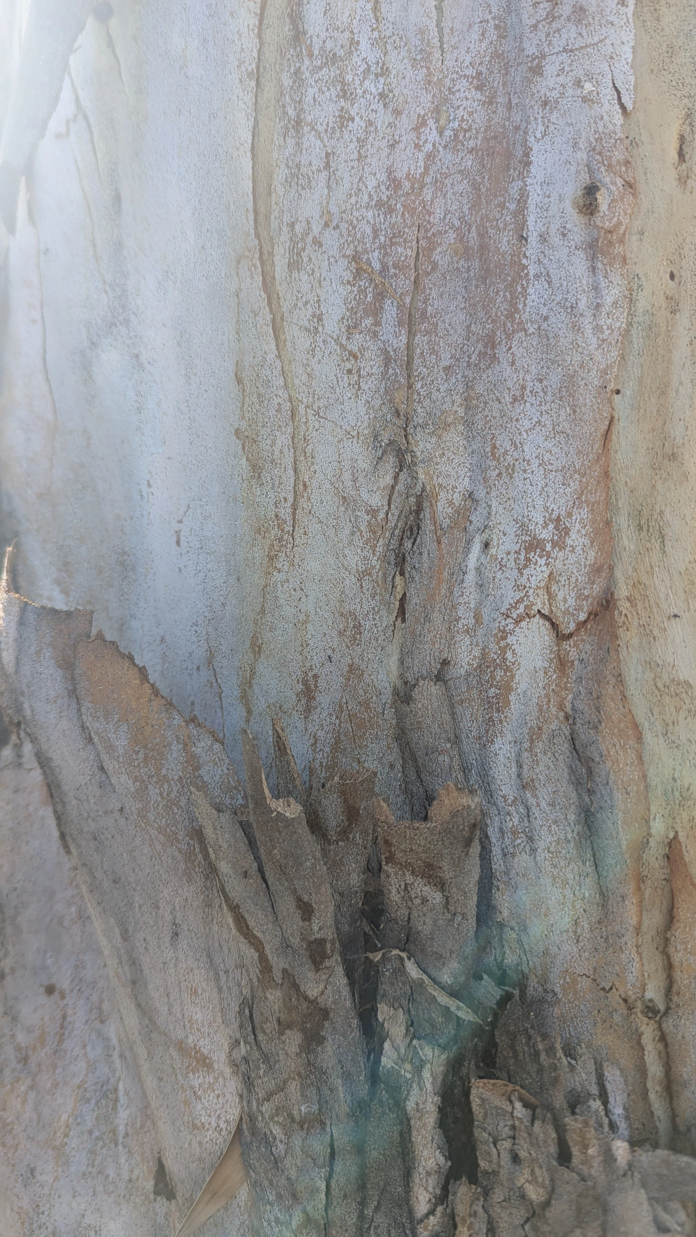 Close-up of a weathered, peeling tree trunk with cracks and textured bark.