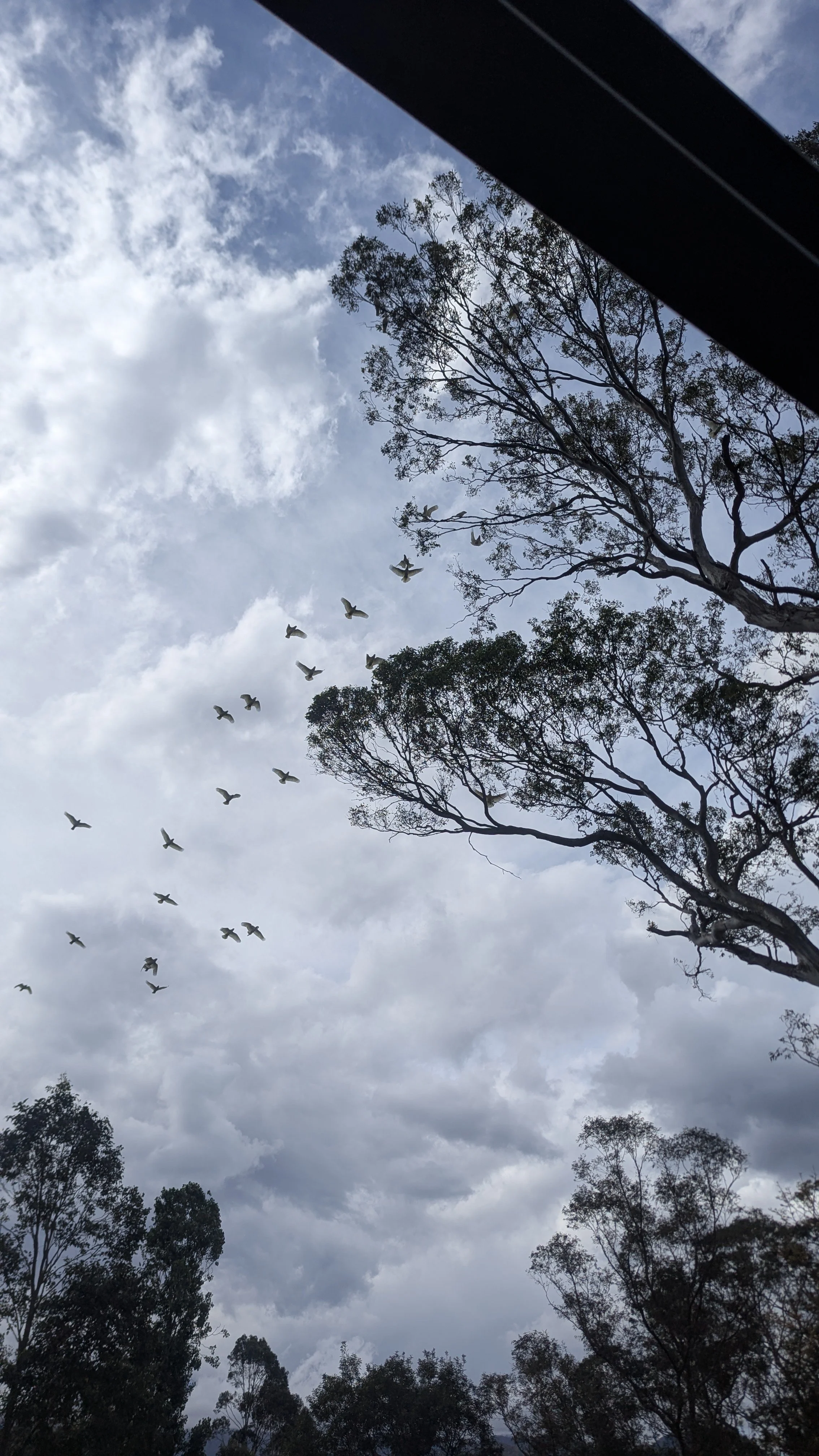 A cloudy sky with a flock of birds flying and trees with sparse leaves.