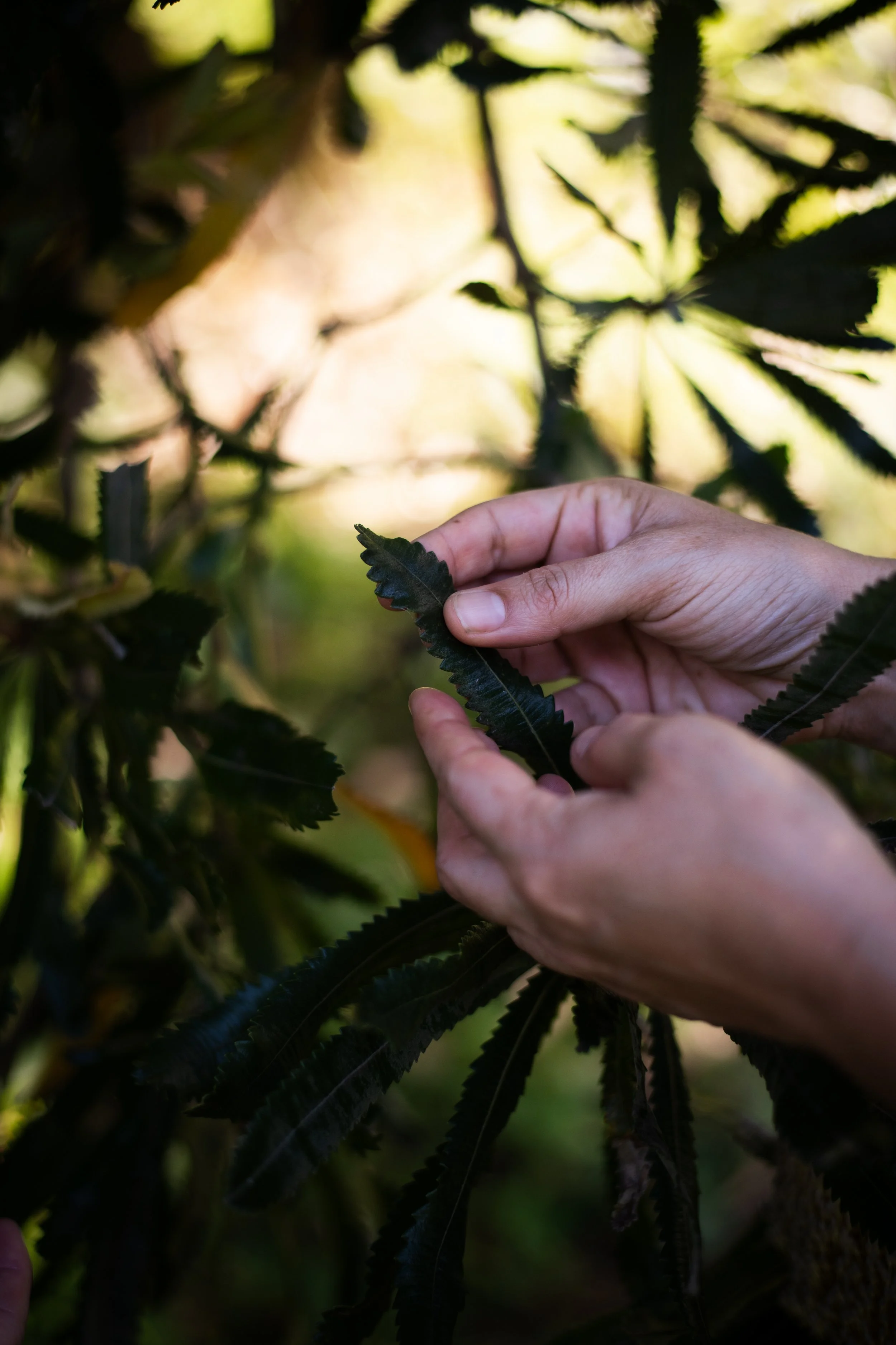 A person inspecting cannabis leaves outdoors in sunlight.