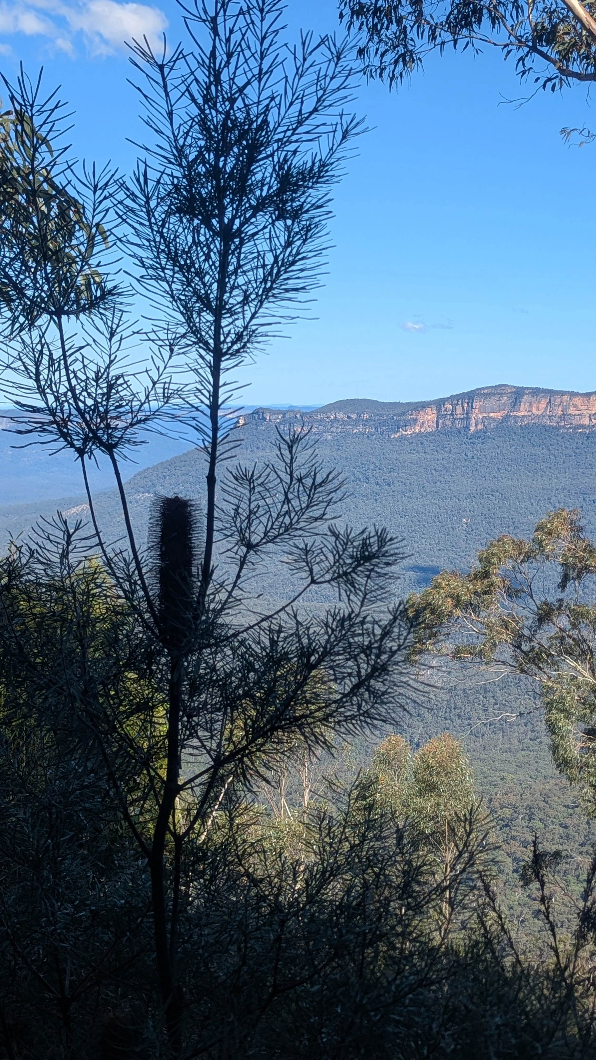 A landscape view of distant mountains with dense forest in the foreground, partially obscured by the silhouettes of trees and branches.