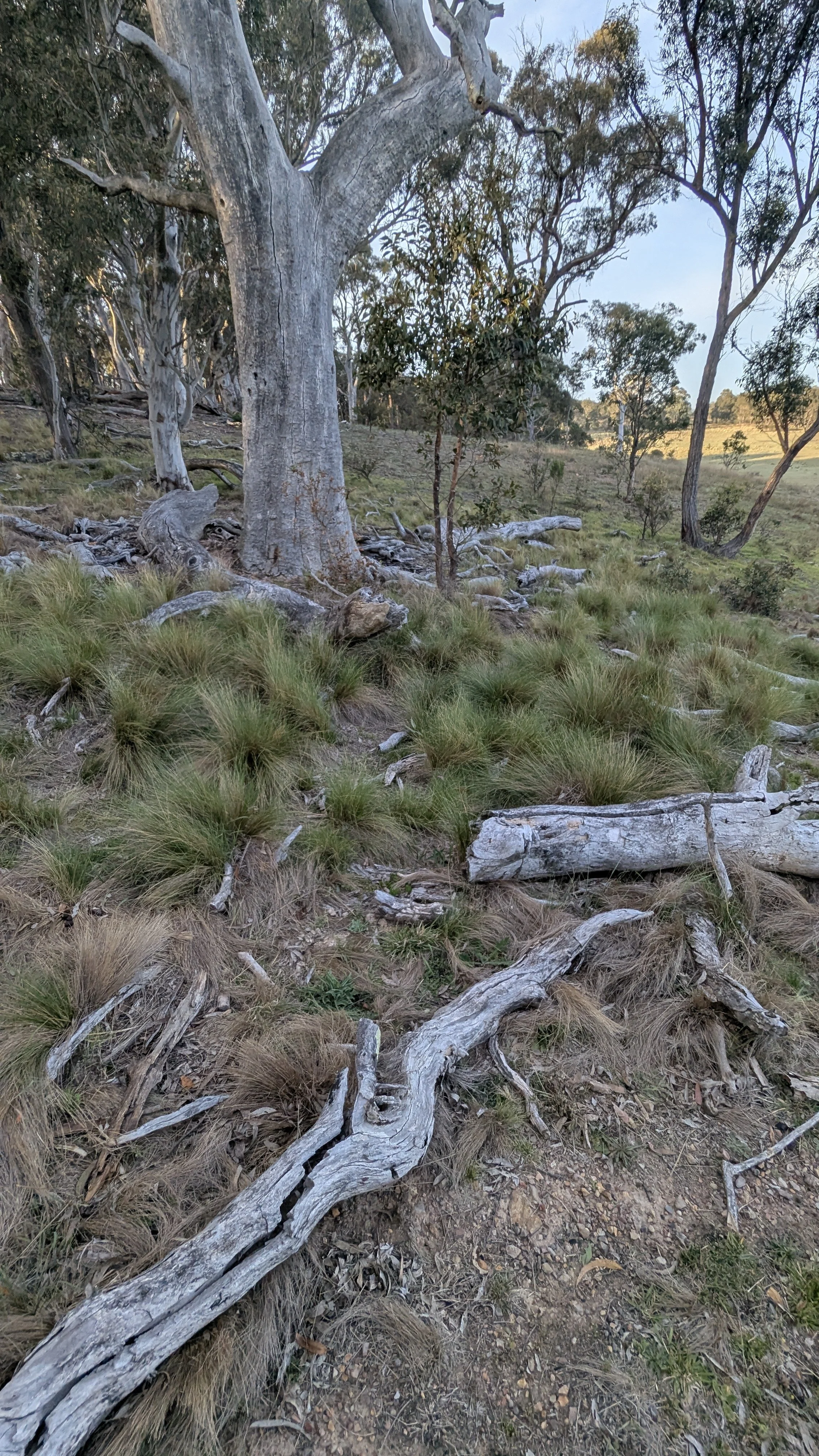 A natural landscape with tall trees, grassy patches, and fallen logs and branches on the ground.