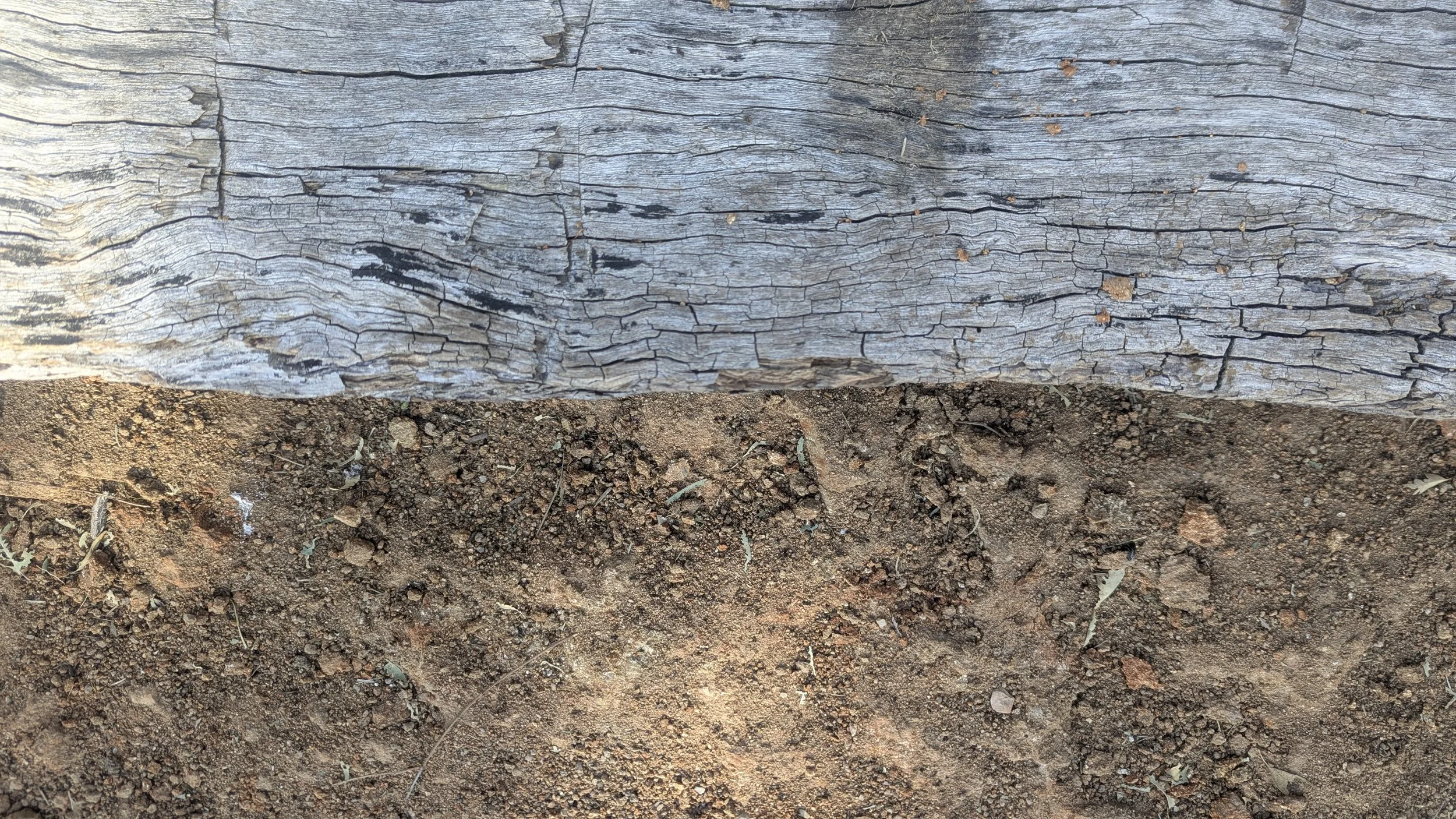 Close-up of a weathered, cracked wooden log resting on earthy soil with small twigs and leaves.
