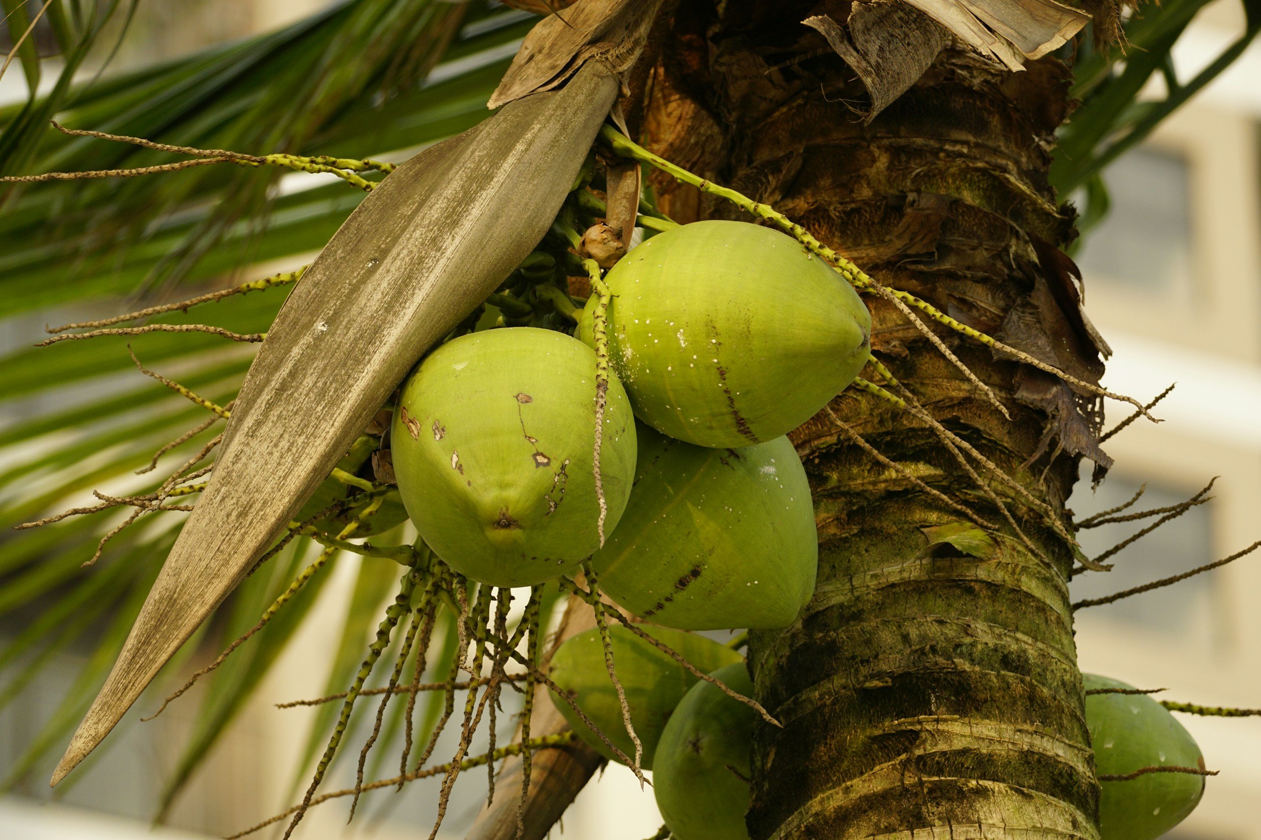Green young coconut can become the most aromatic and refreshing experience you have