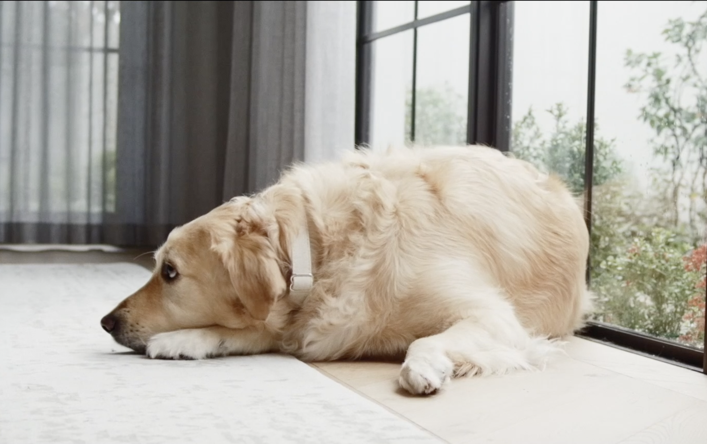 A golden retriever lying on a light-colored floor inside near large glass sliding doors, resting its head on the ground and looking outside.
