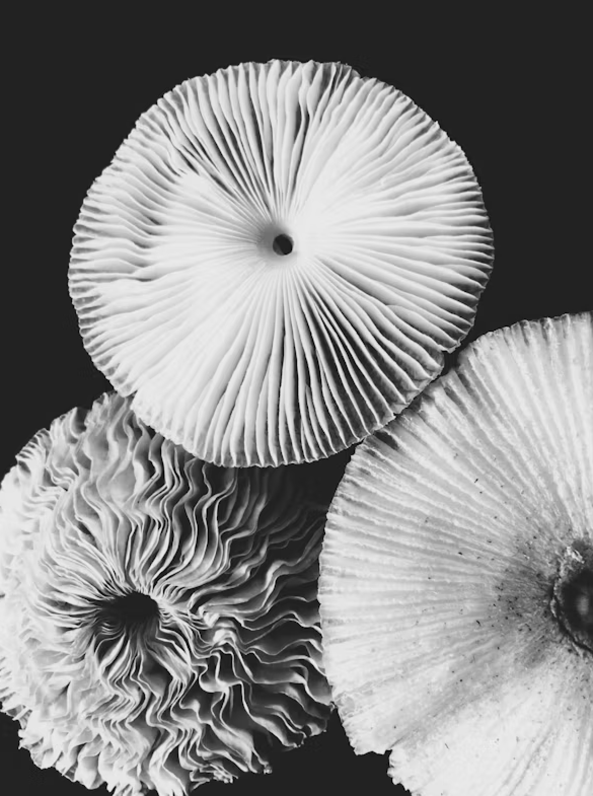 Hypnose, Logotherapie, hypnosis, psy, psychotherapie, Amsterdam, anxiété, phobie, addiction