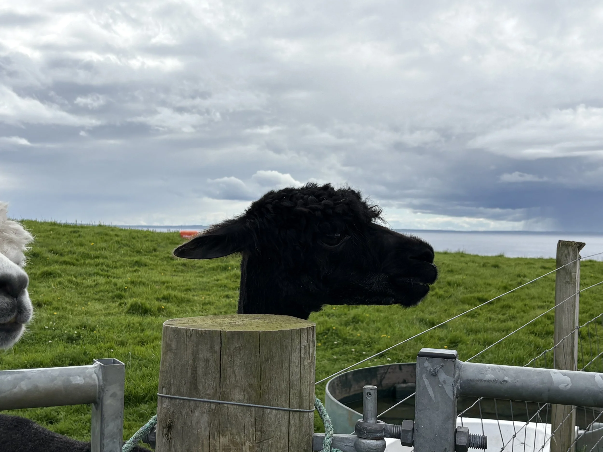 IMG_5089.jpg