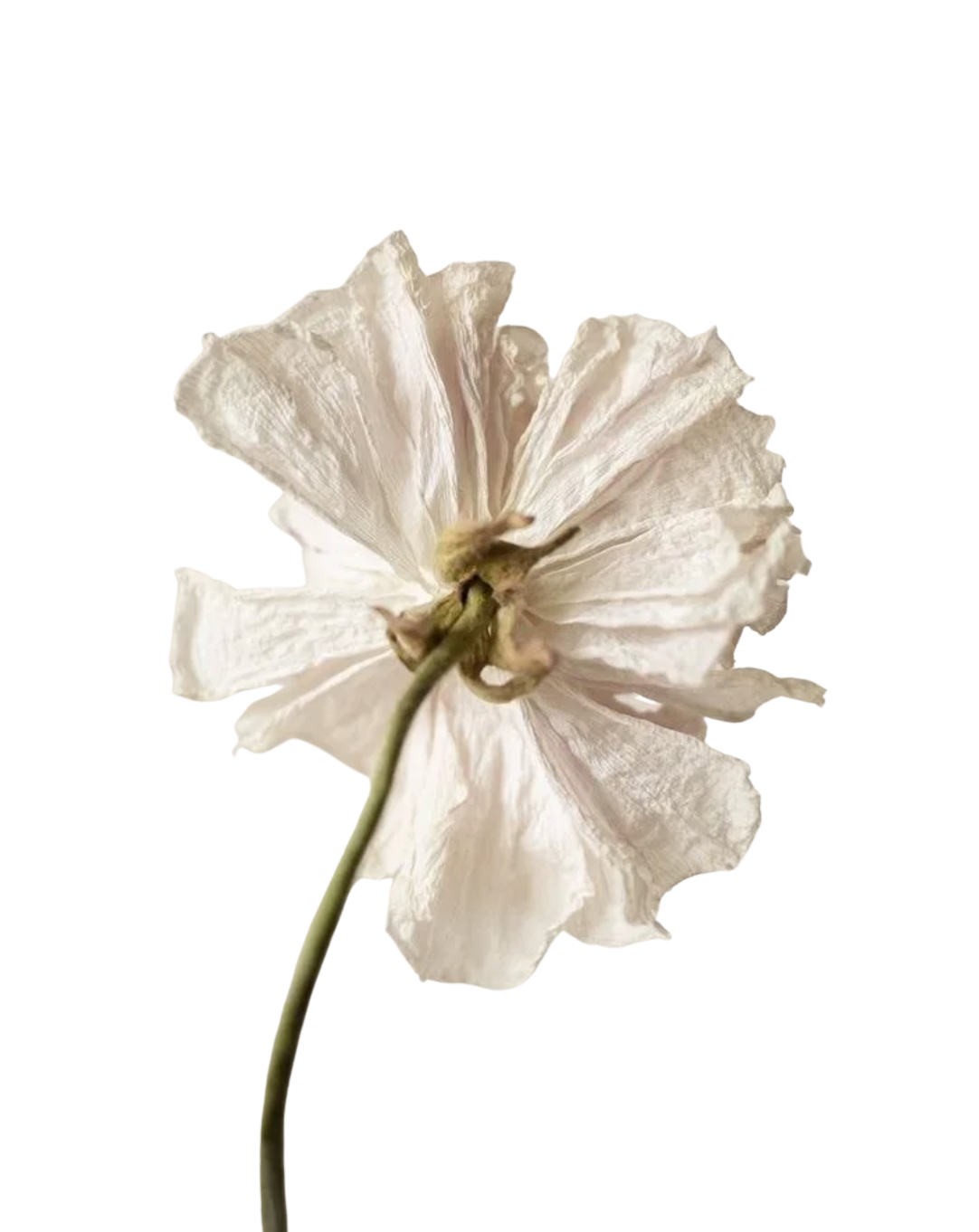 白い枯れた花