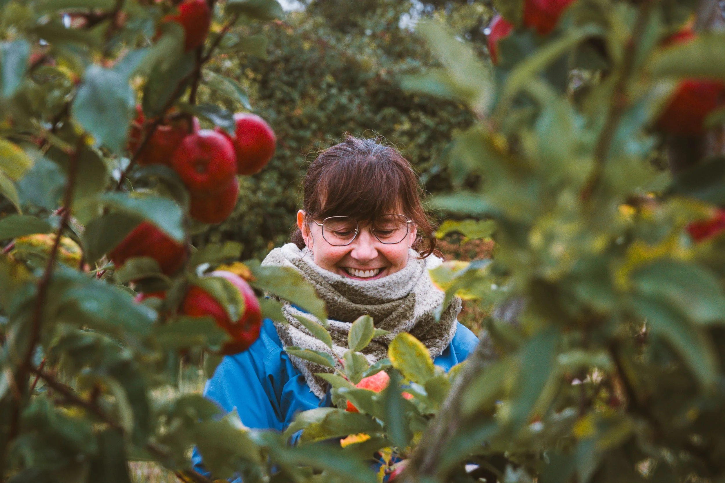 A woman with glasses and brown hair smiling as she picks red apples from an apple tree.