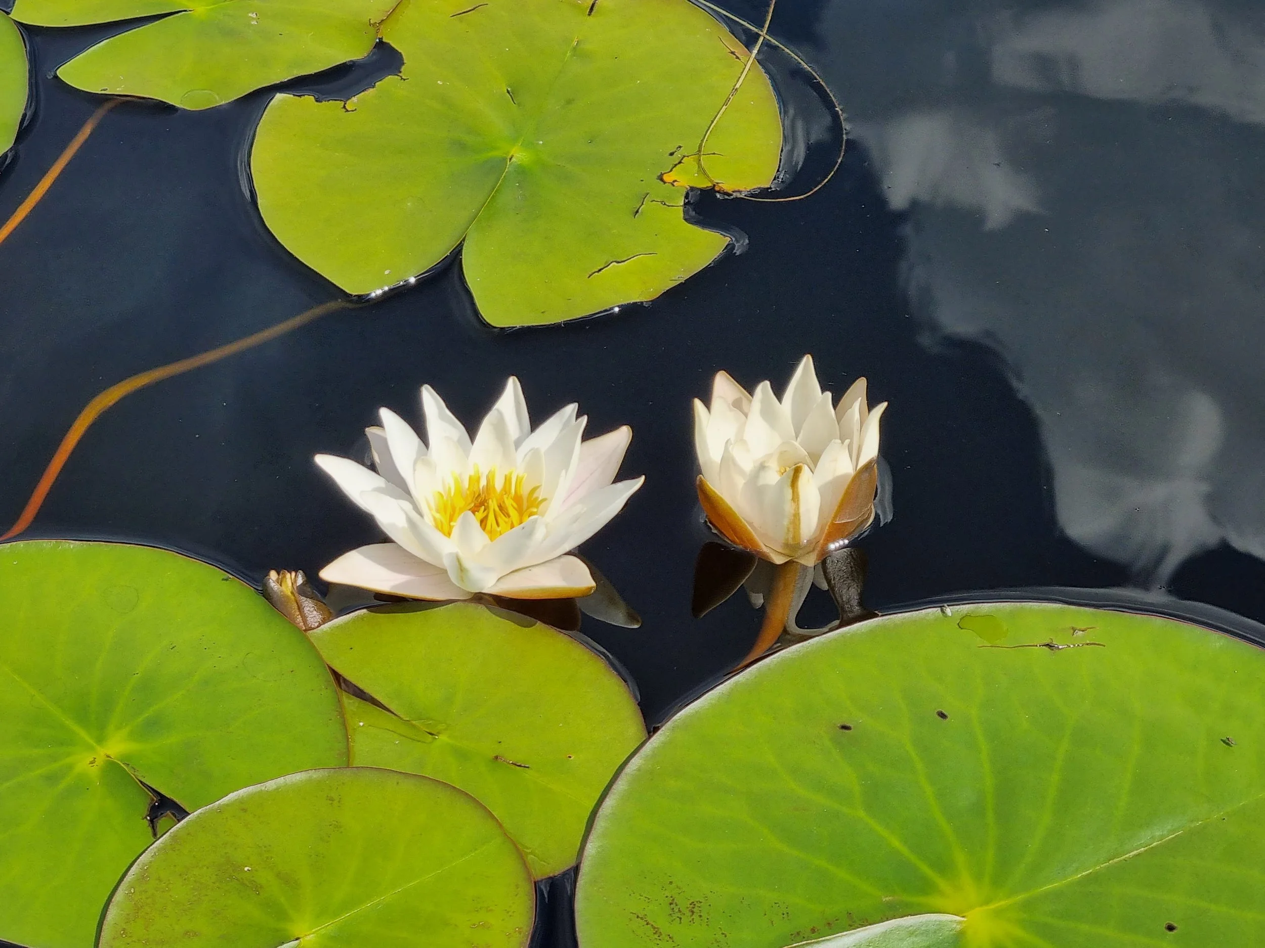 Avioero. Mitä tapahtuu lapsille, omaisuudelle ja veloille?