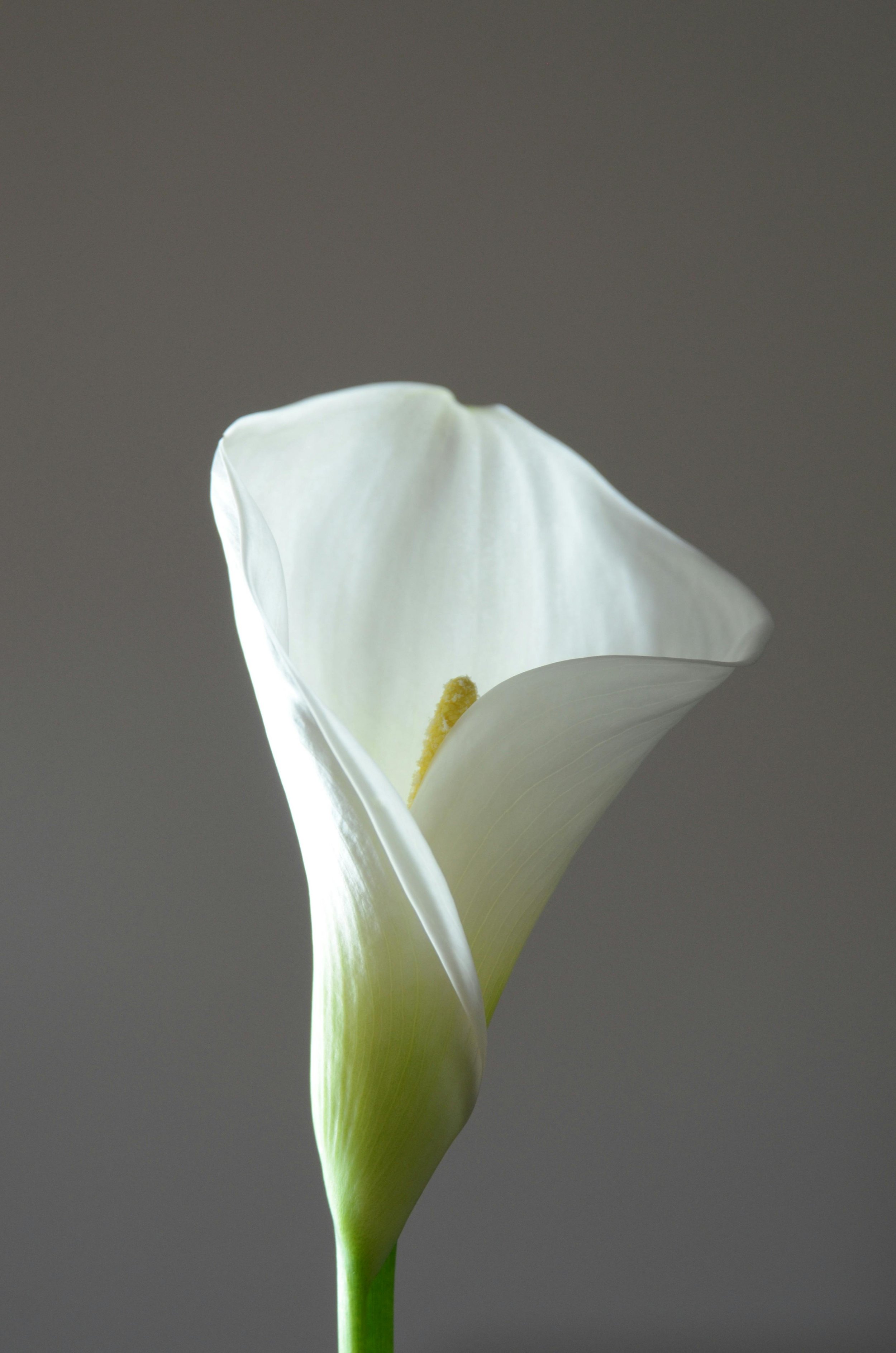 Yksi valkoinen calla-kukka vaalealla taustalla