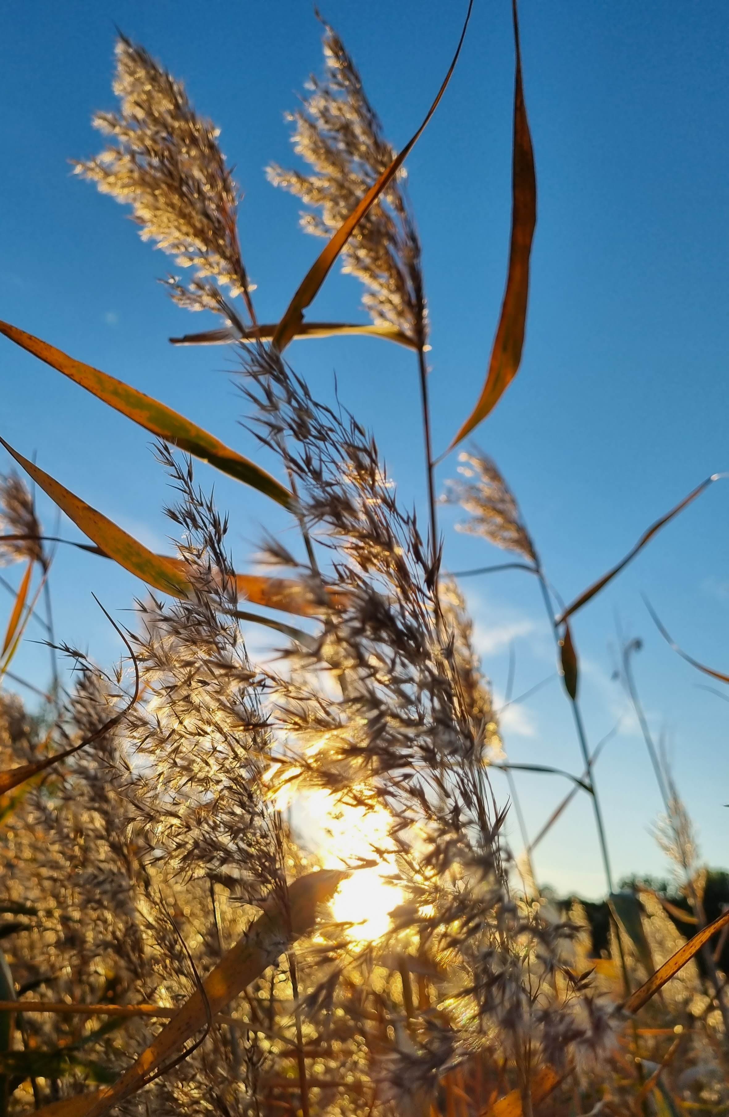 Kultaiset merikaislat auringonvalossa – Lakitoimisto LakiLähde Oy