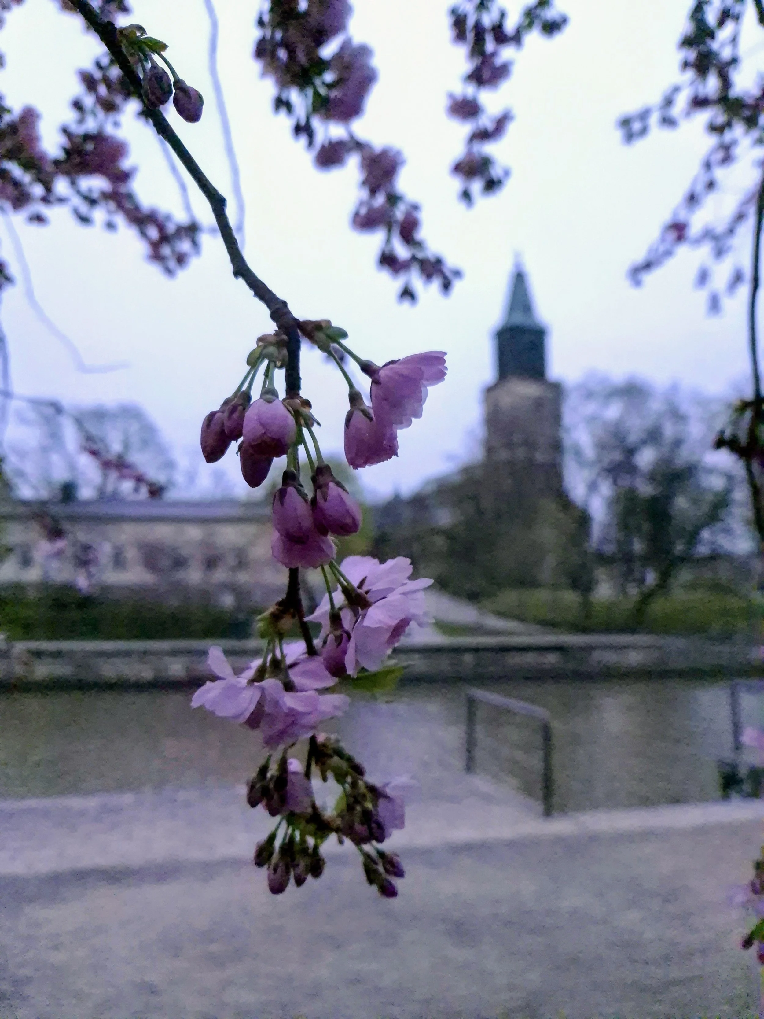 akimies Turku – Turun tuomiokirkko ja kukkiva kirsikkapuu