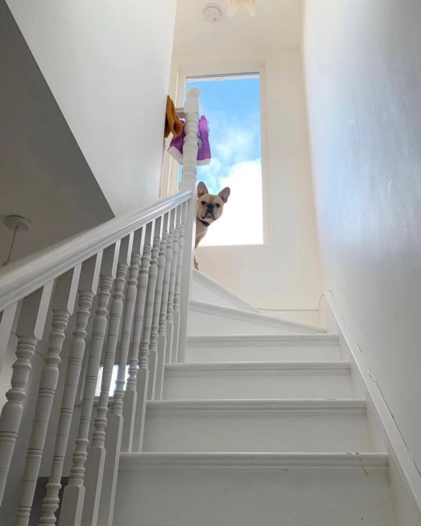 Watson and the Soundhouse loft stairs 📸 by the brilliant @donfia #loft #loftstyle #loftconversion #dogsofinstagram