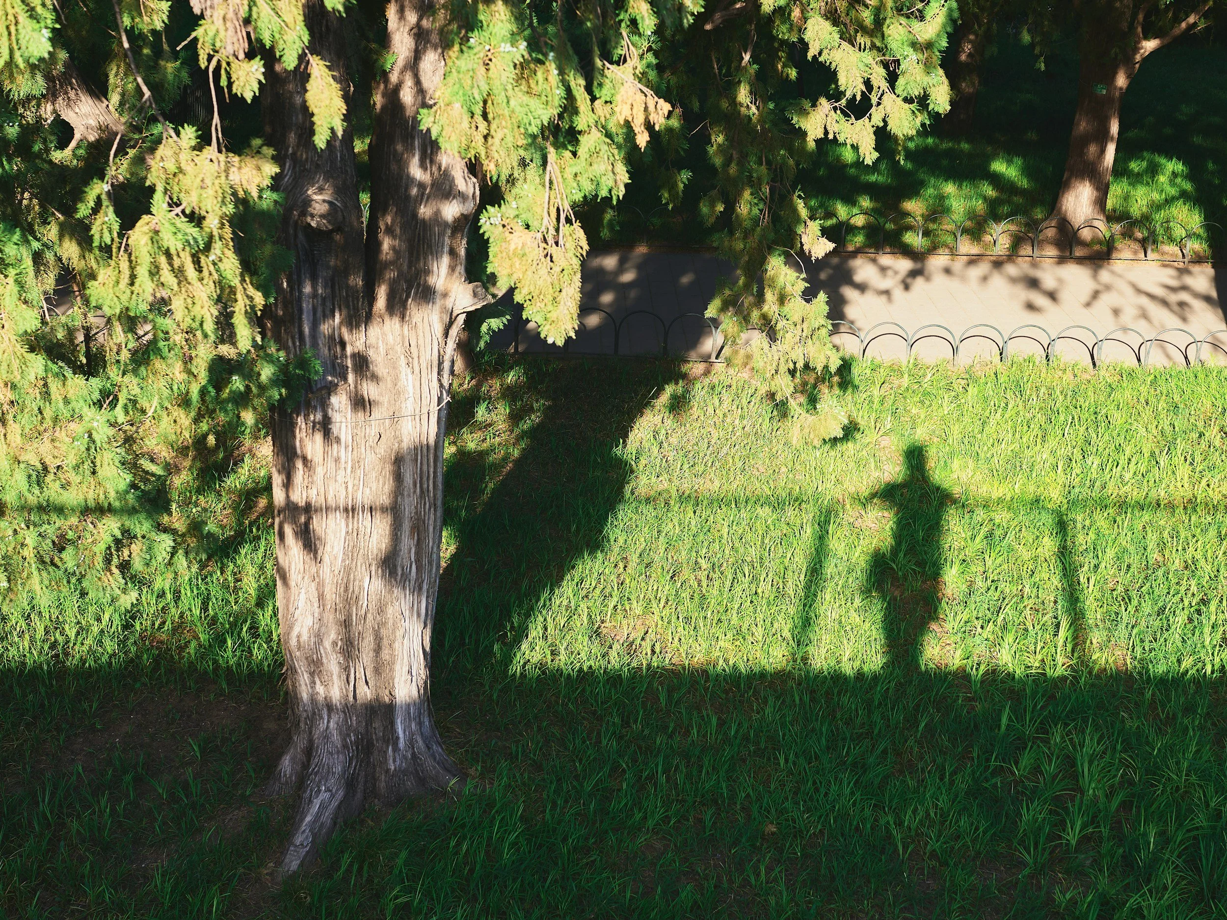 Shadow of a person holding a camera with a handrail on the right side, cast on a grassy area next to a large tree with overhanging branches and a sidewalk in the background.