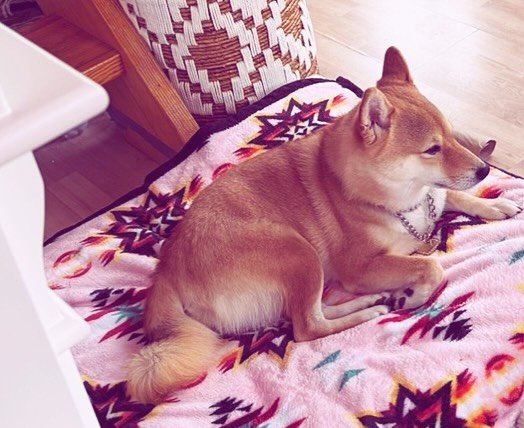 My Shiba Love 🩷