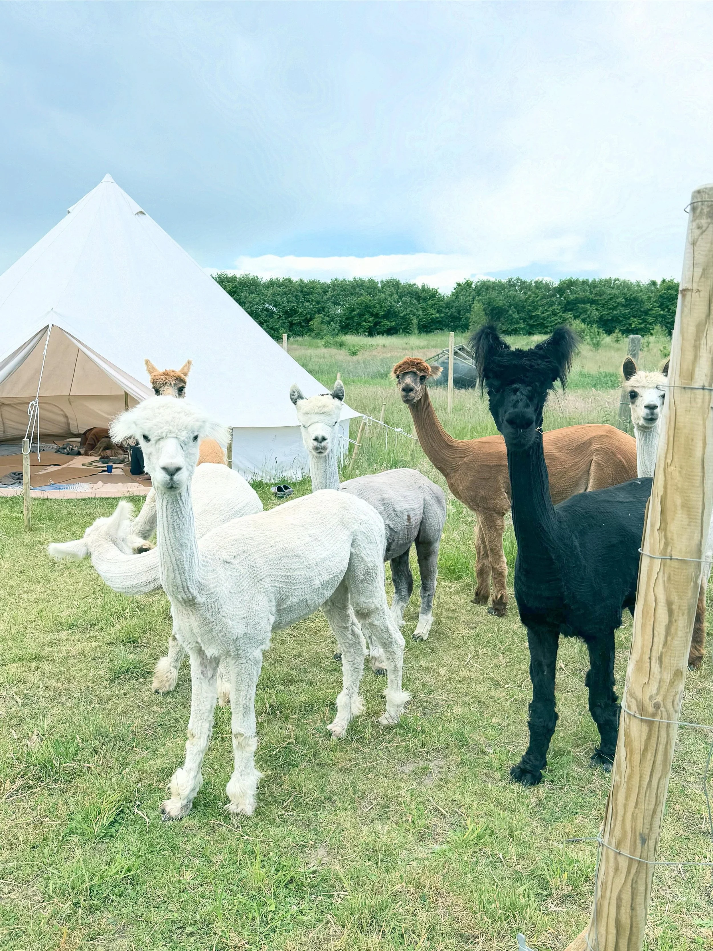 Dybt lykkelig efter fuldst&aelig;ndig magisk ALPACA Healing med @charlottelotuzhealing hos @alpakayogaodsherred 🤗💛🦙🦙🦙🦙🦙🦙🦙 #grateful #ilovemylife