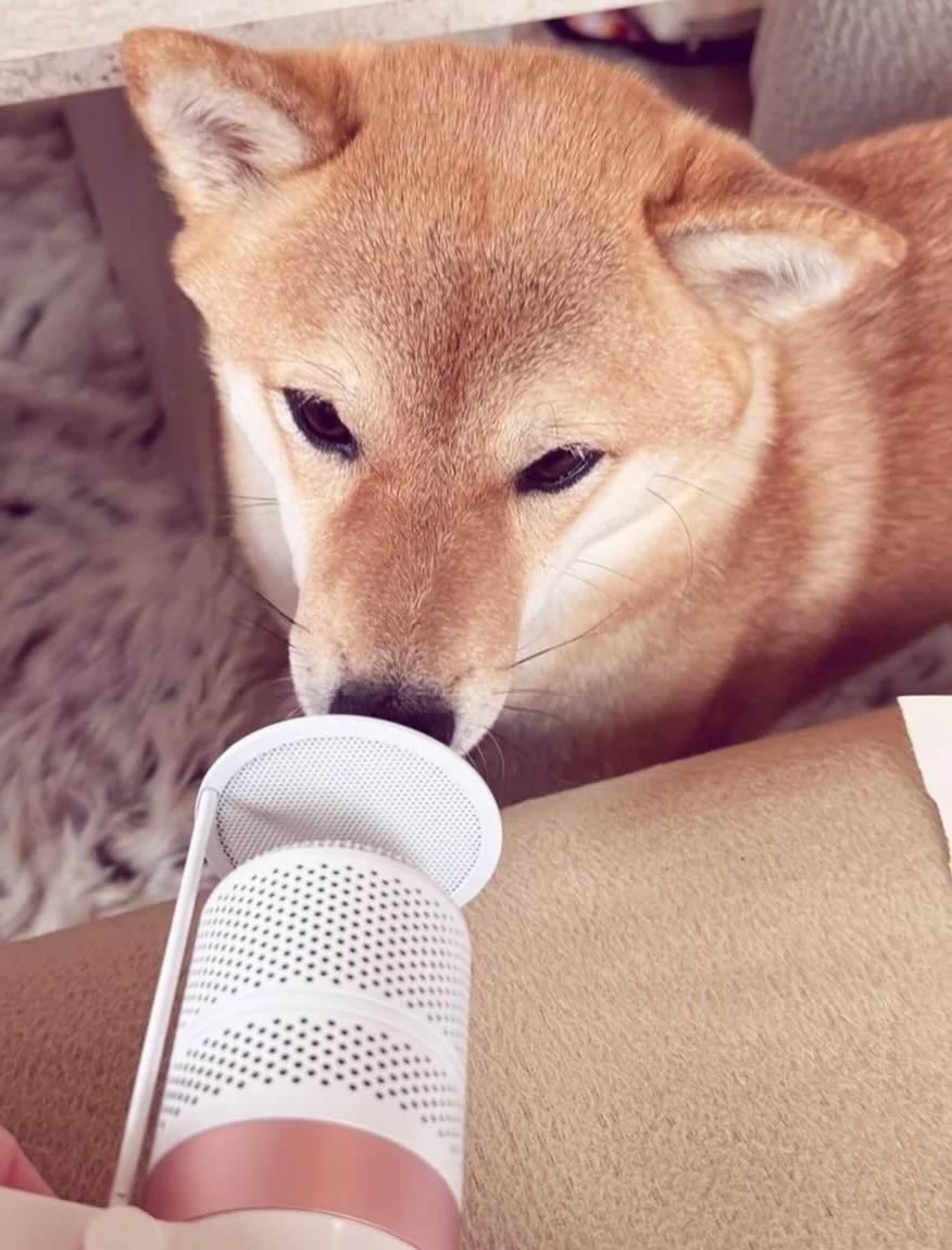 My cutest recording assistant 😍🎤