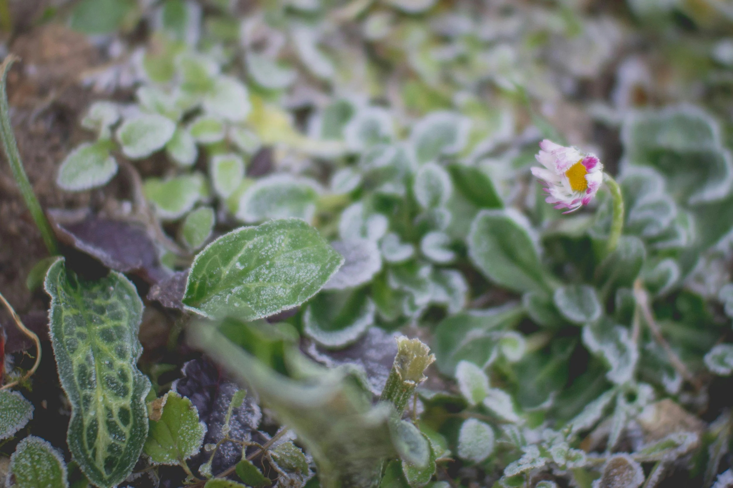 Winter garden care: 5 essential jobs to do in your garden this winter