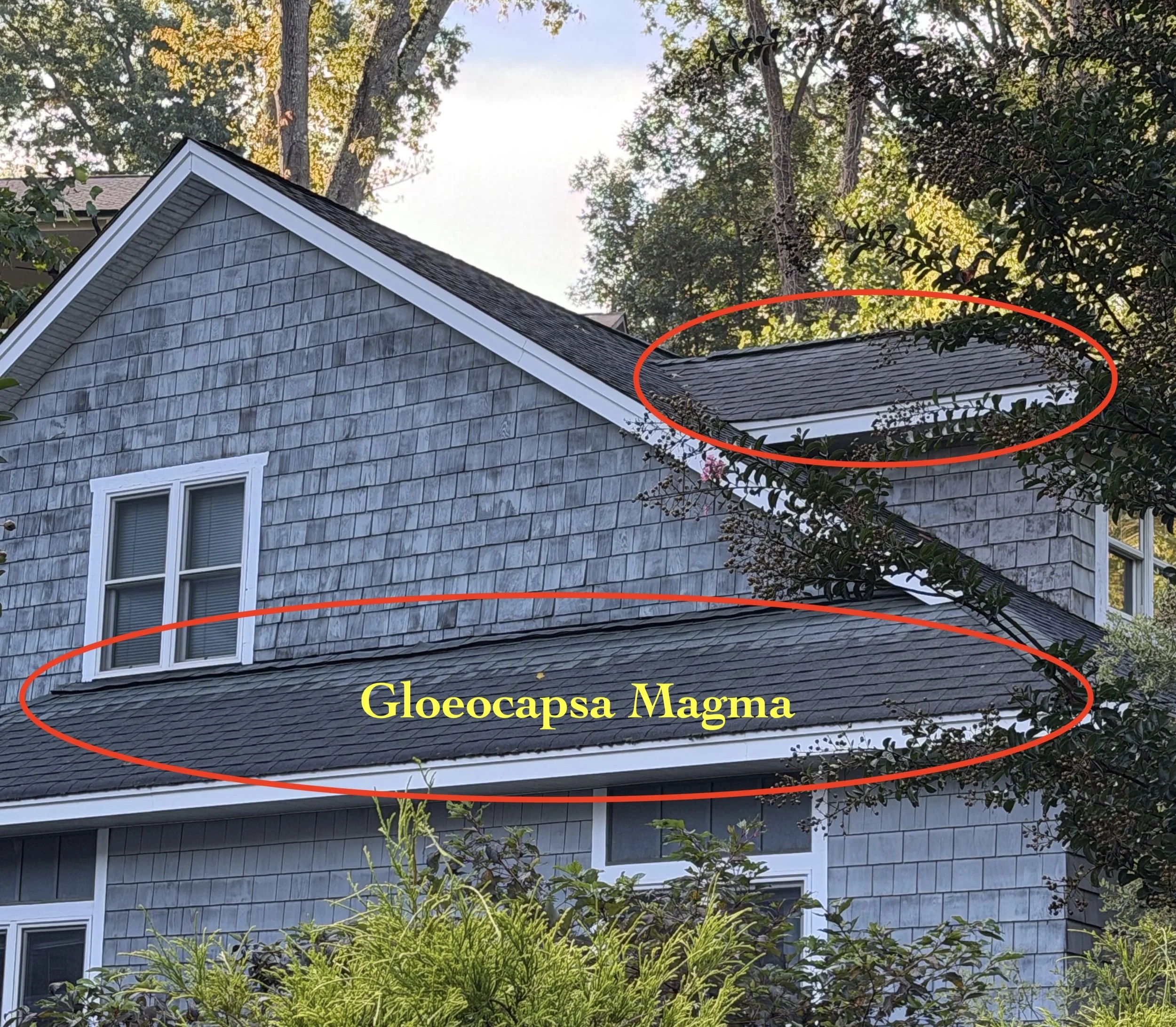 This shingle roof in Kenilworth shows extensive Gloeocapsa Magma growth.