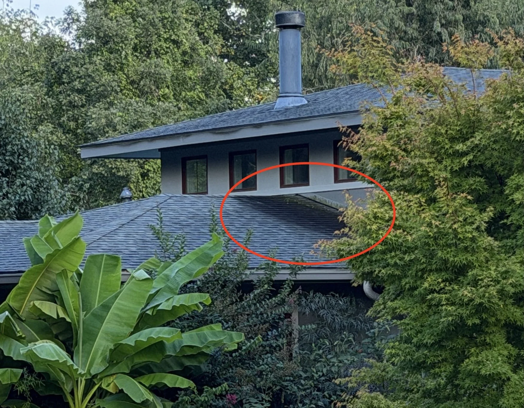 This is a shingle roof with significant mold staining.