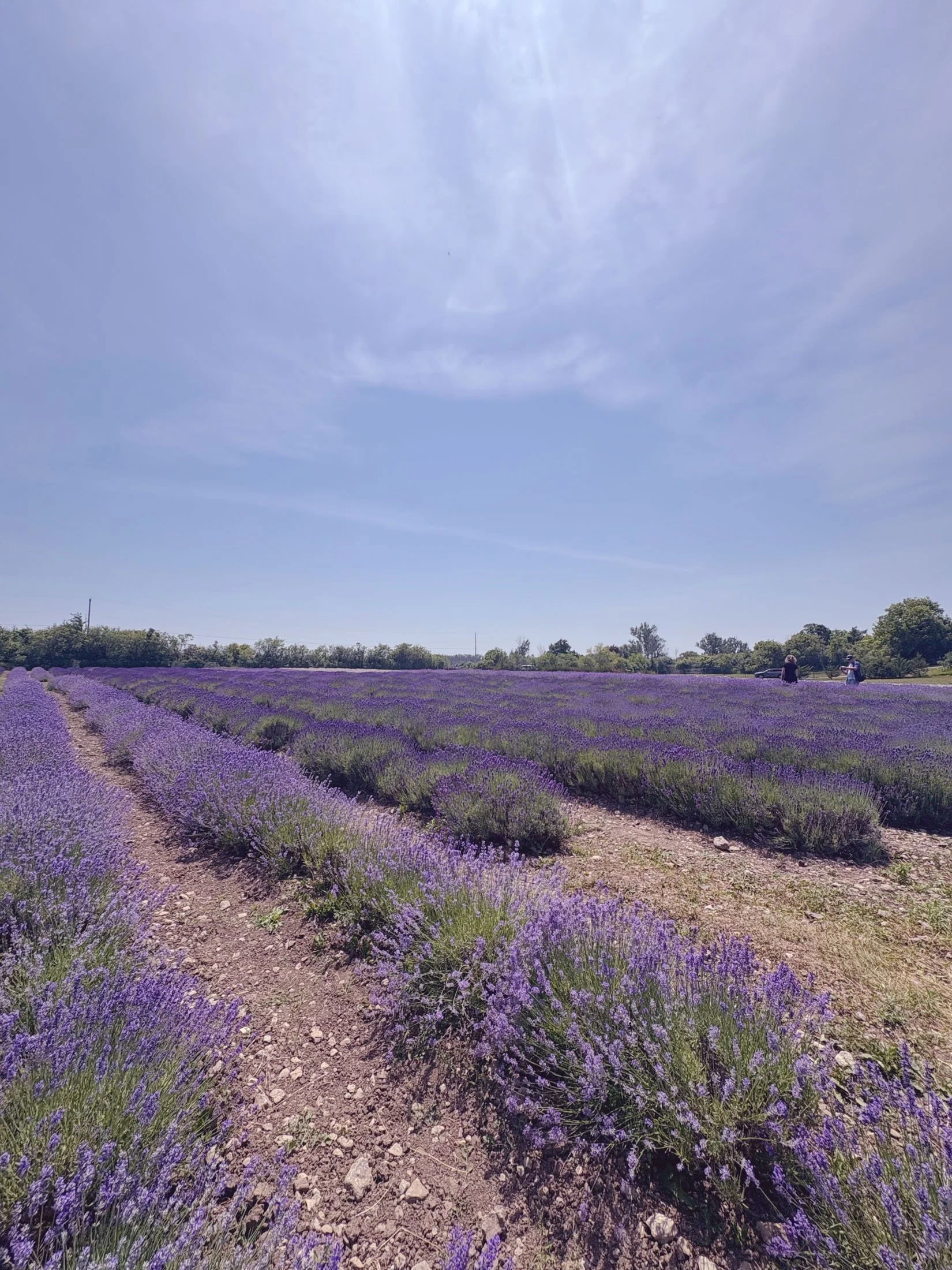 lavender-fields-rural-landscape-prince-edward-county.jpg