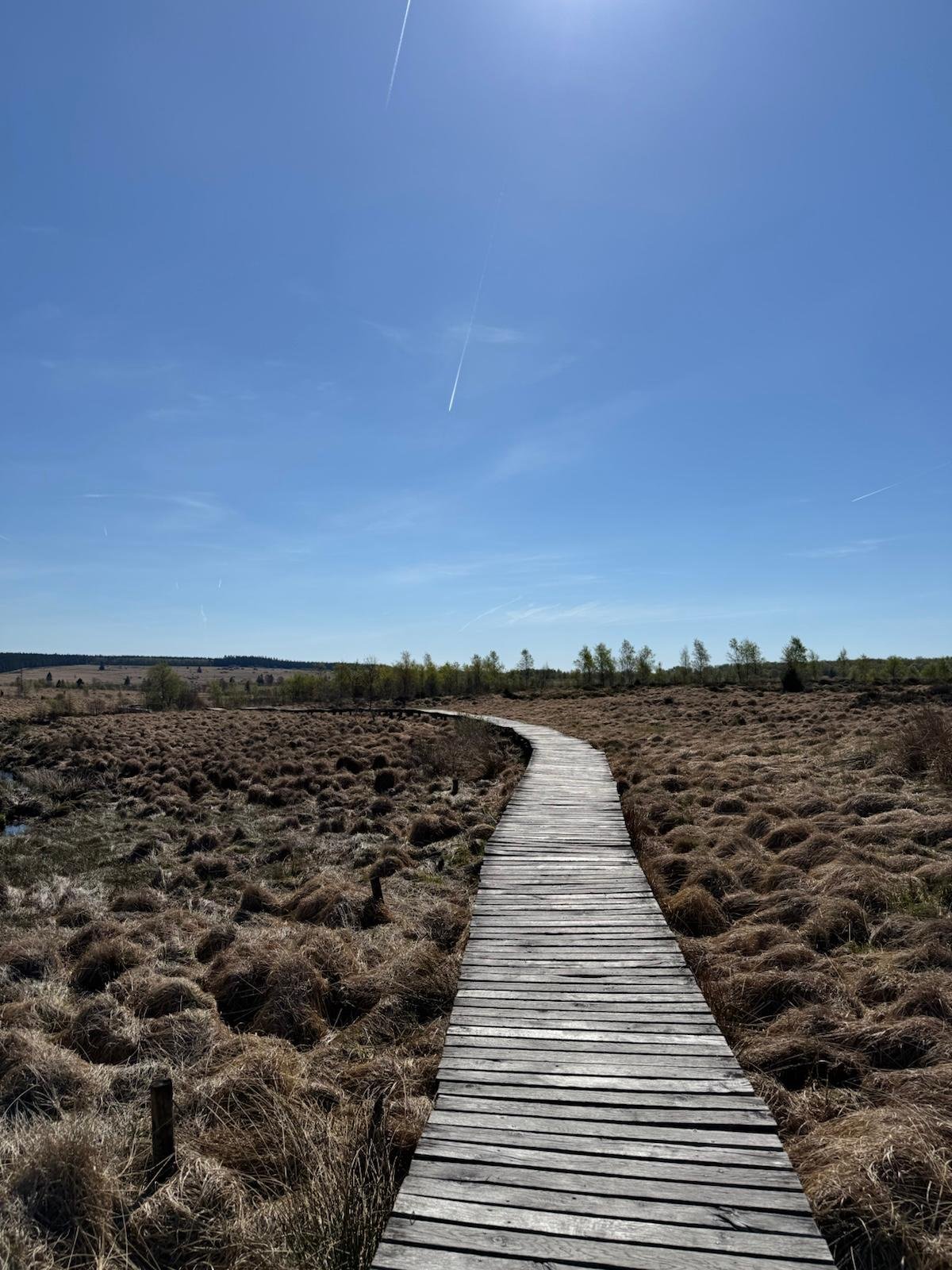 Tijdens een sessie in de natuur bij Rooted & Rise in Linne.