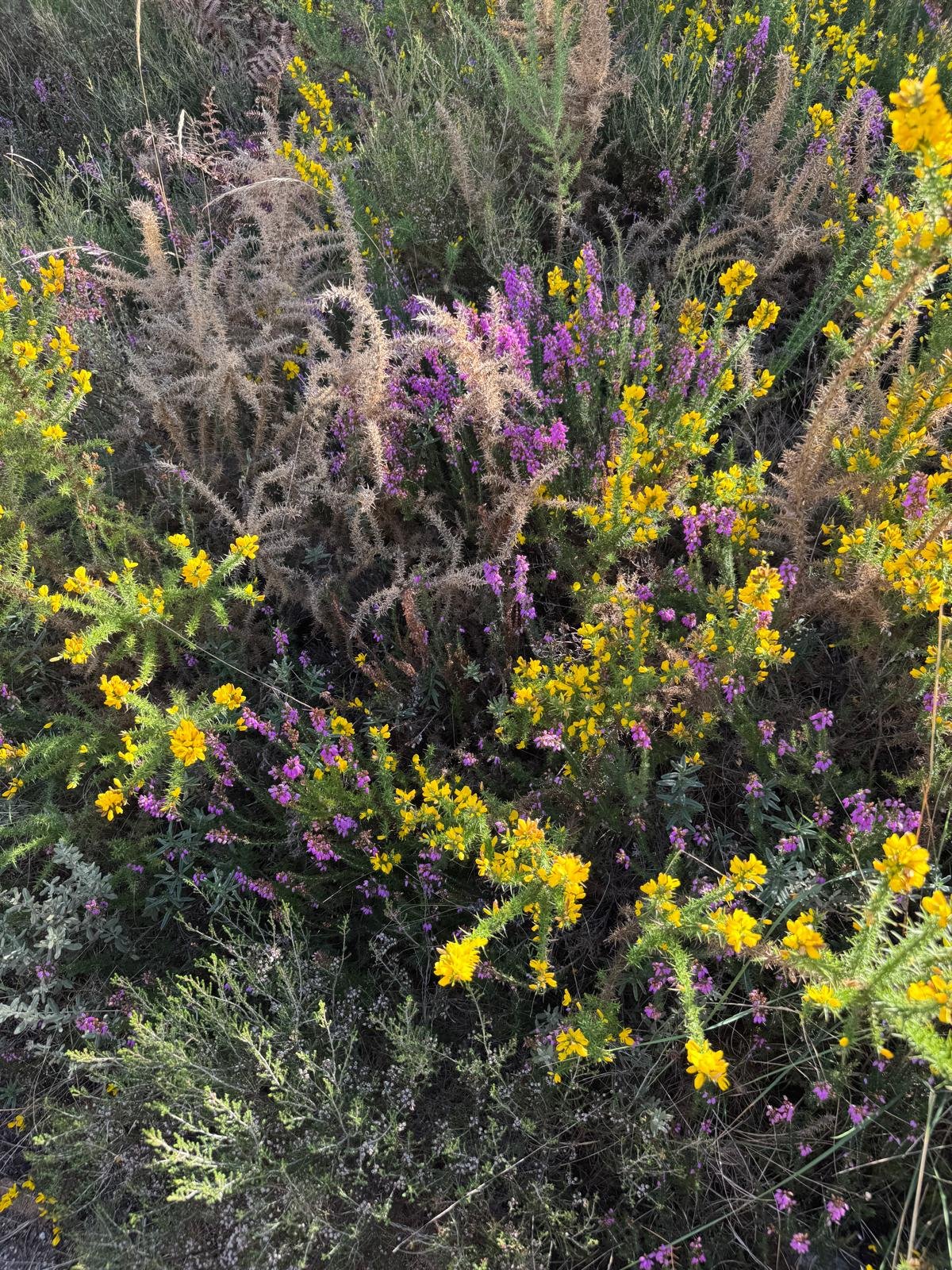 Close-up van een groene struik met gele en paarse bloemen in een natuurlijke omgeving.