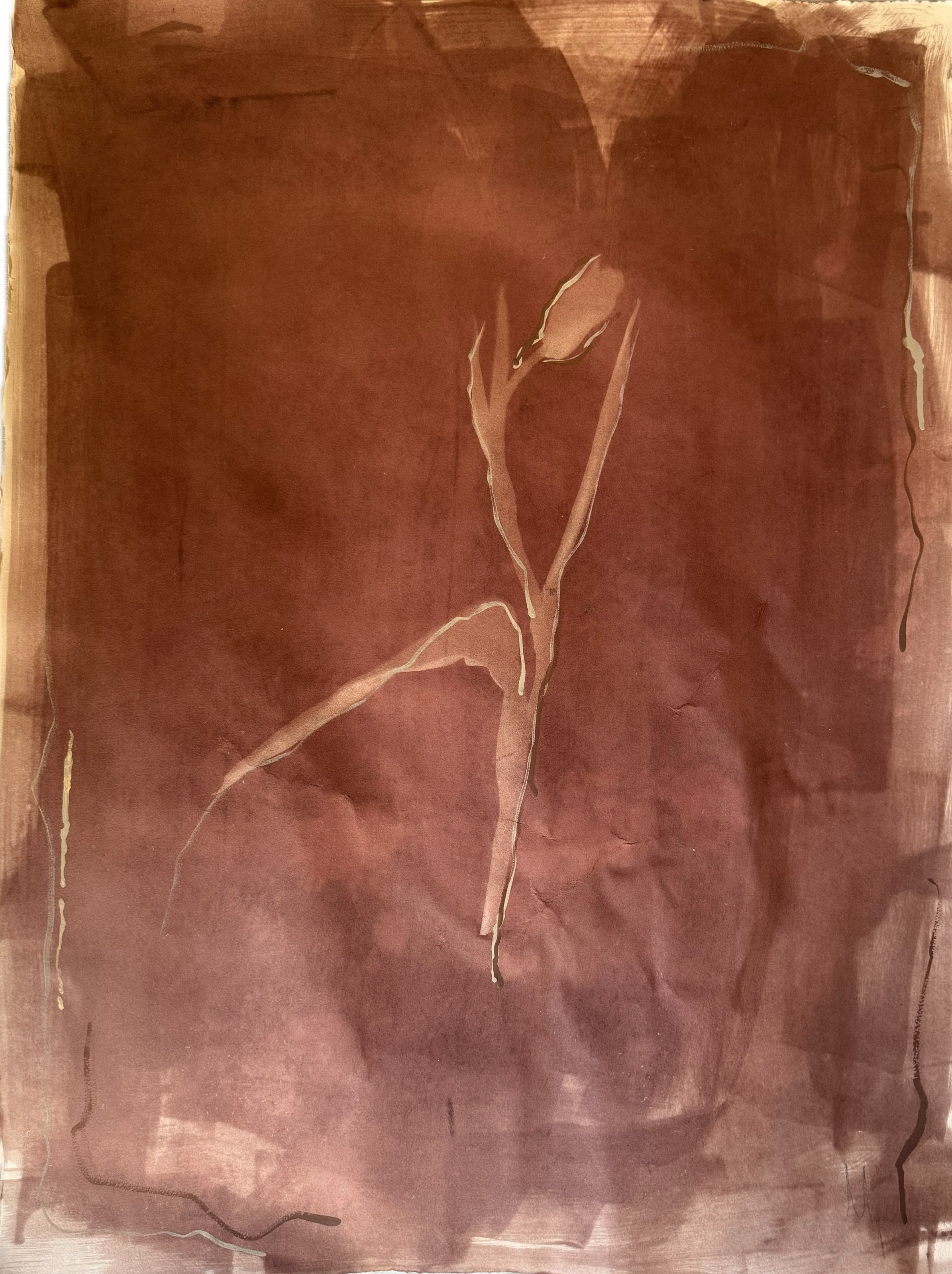TULIP+5.png
