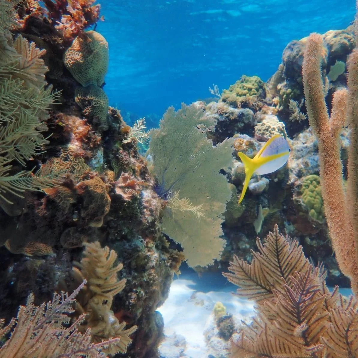 03_coral-reef-dive-roatan.jpg
