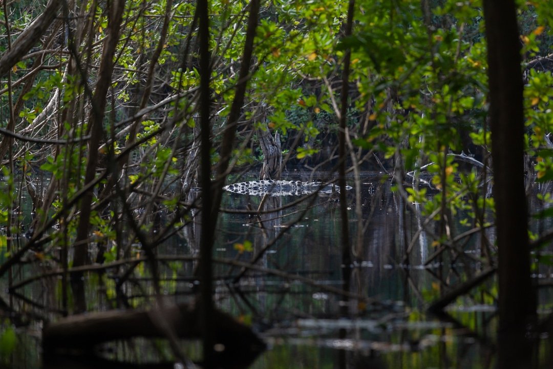 Alligator.jpg