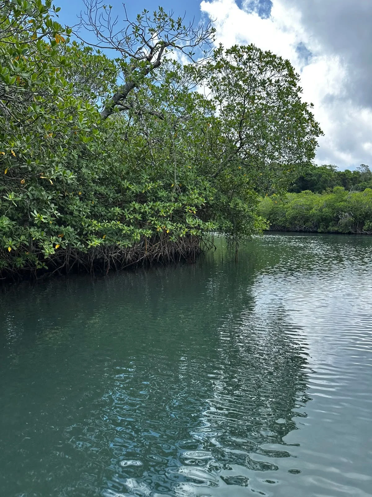 mangrove-channel-roatan-east-end.jpg