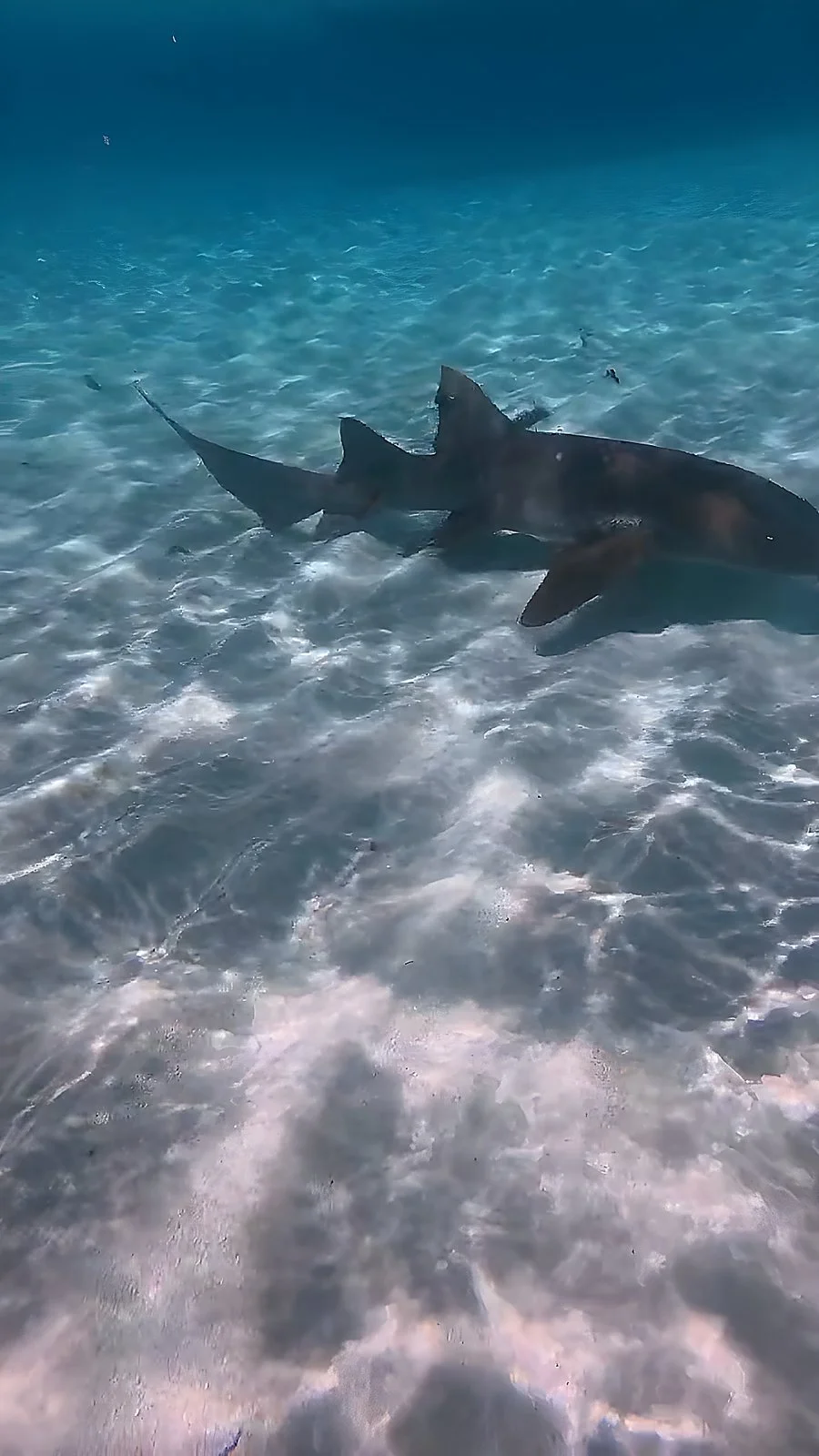 02_nurse-sharks-shallow-water-roatan.jpg