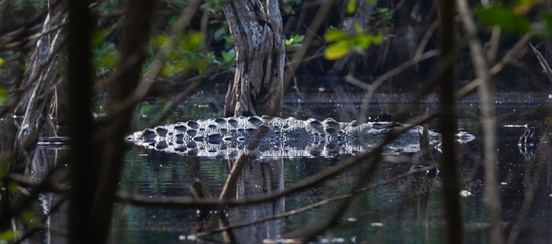 Alligator-close.jpg
