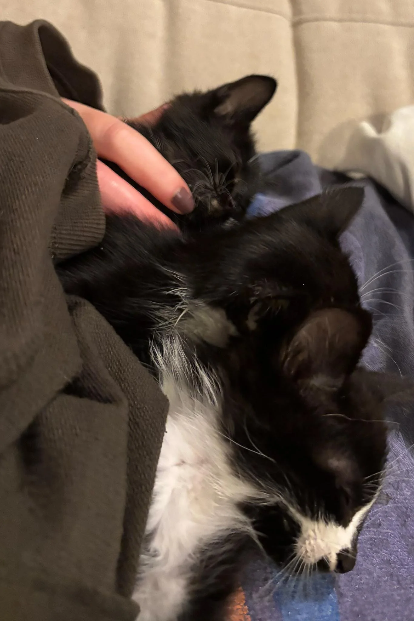 Three sick feral kittens found near road receiving emergency care