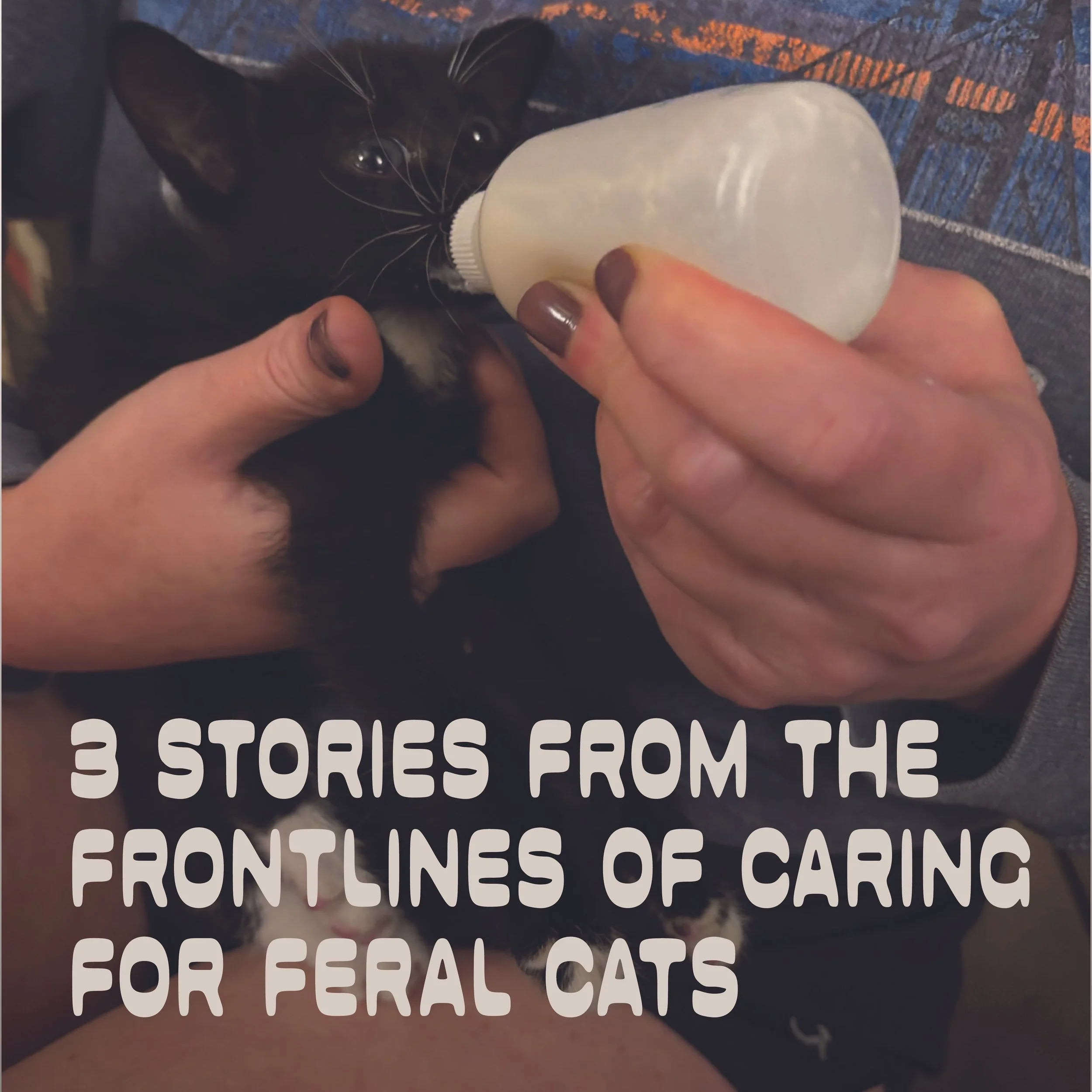 3 Stories from the Frontlines of Feral Cat Care