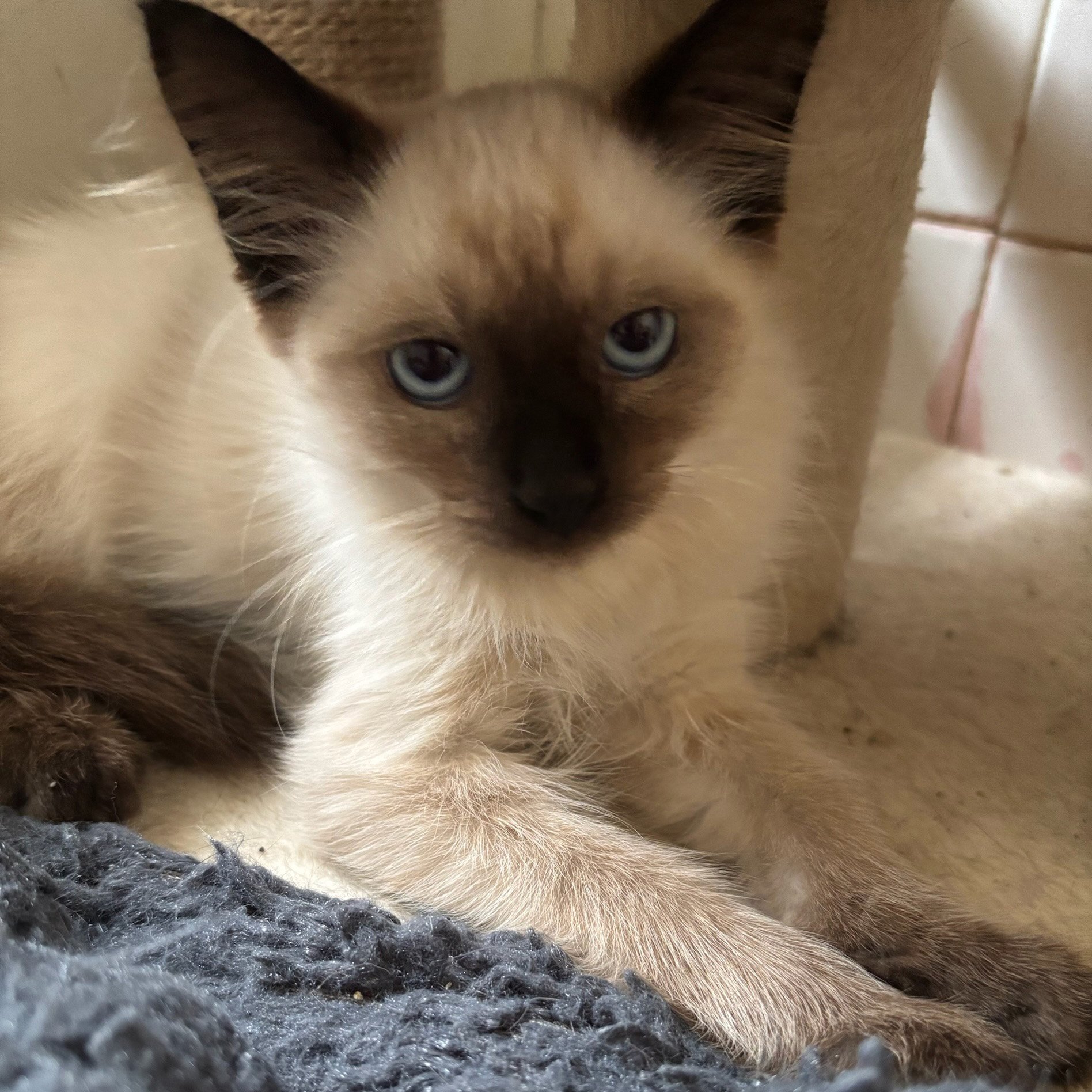 Chiang Mai the Siamese kitten during socialization