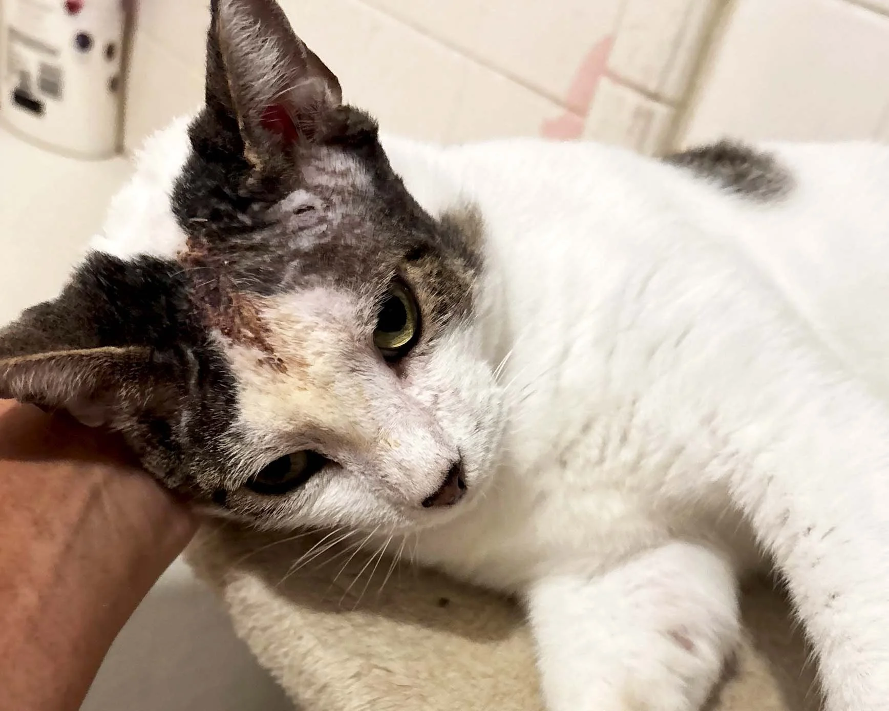 Gray and white community cat with head injury receiving veterinary care