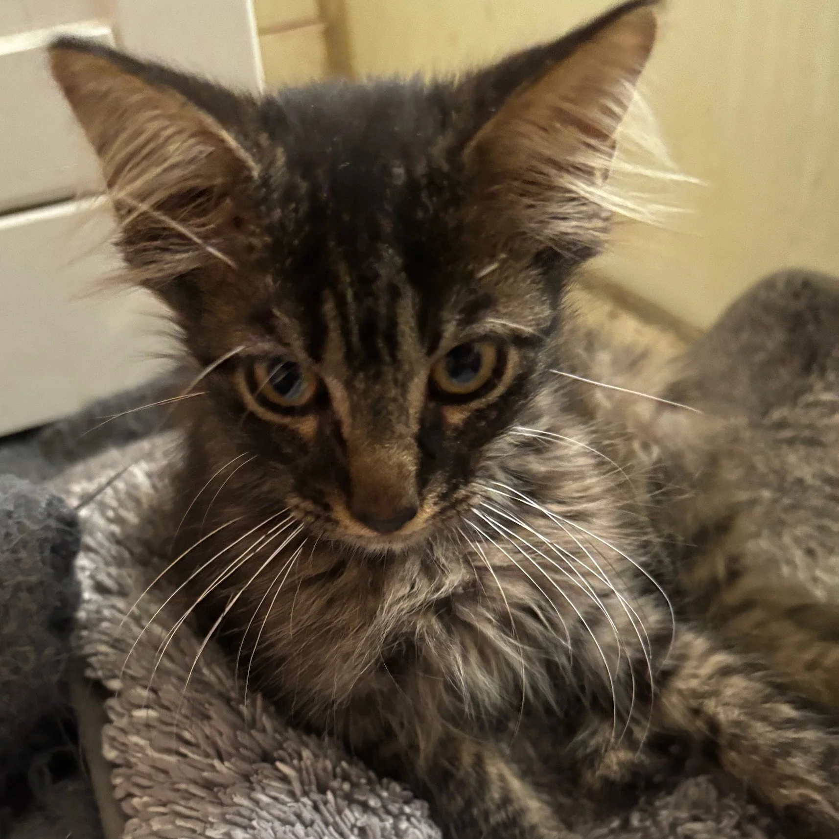 Medium-haired tabby kitten with large ears