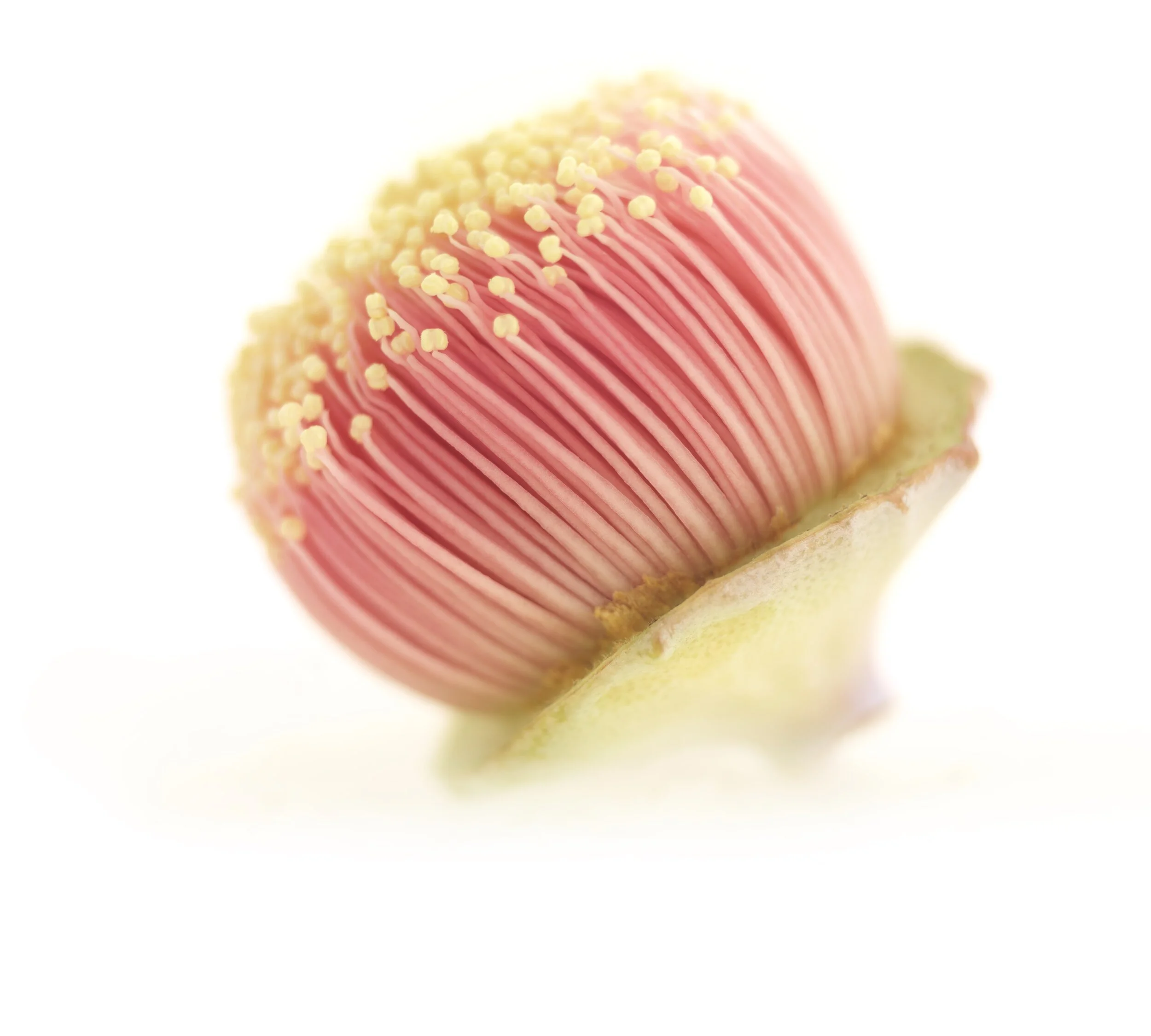 EKC7109DWhiteBg_9806.jpg