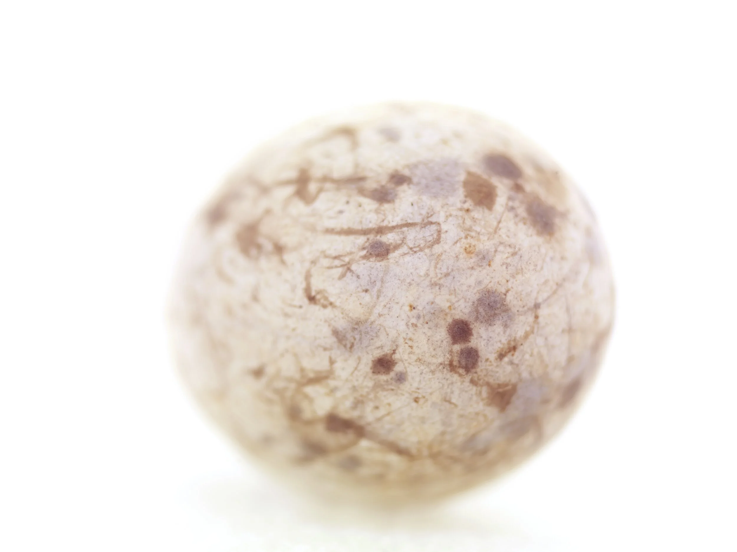 JOAustralianMagpieNodataEgg_9769.jpg