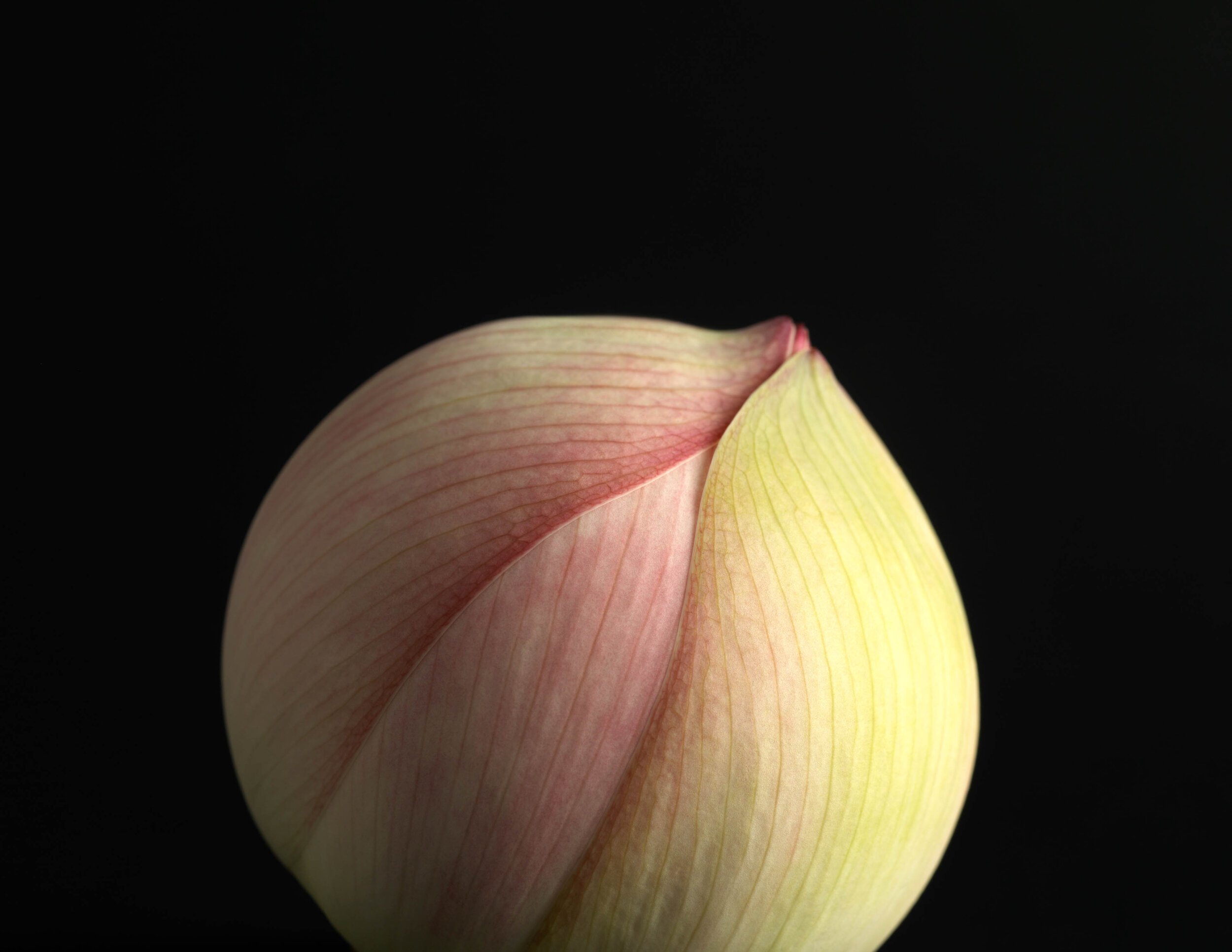 14_BeginningsEKC6975D_LotusBud1_11.02.09_0001_JO.jpg