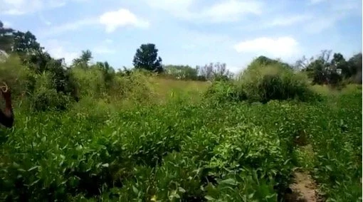 Ein Feld mit grünen Pflanzen. Hinten weitere Bäume. Oben der Himmel mit ein paar Wolken.