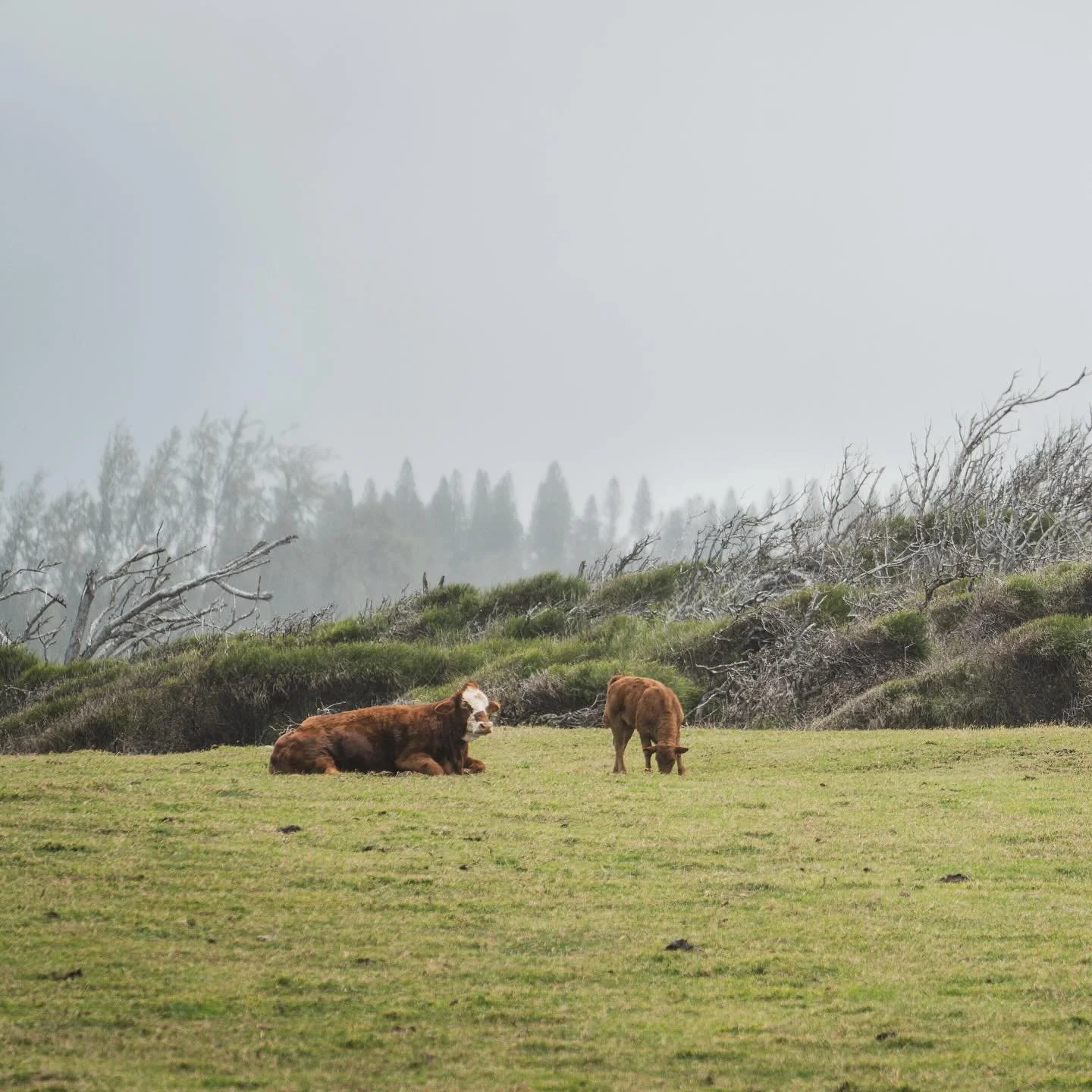 Windblown &bull; 2025