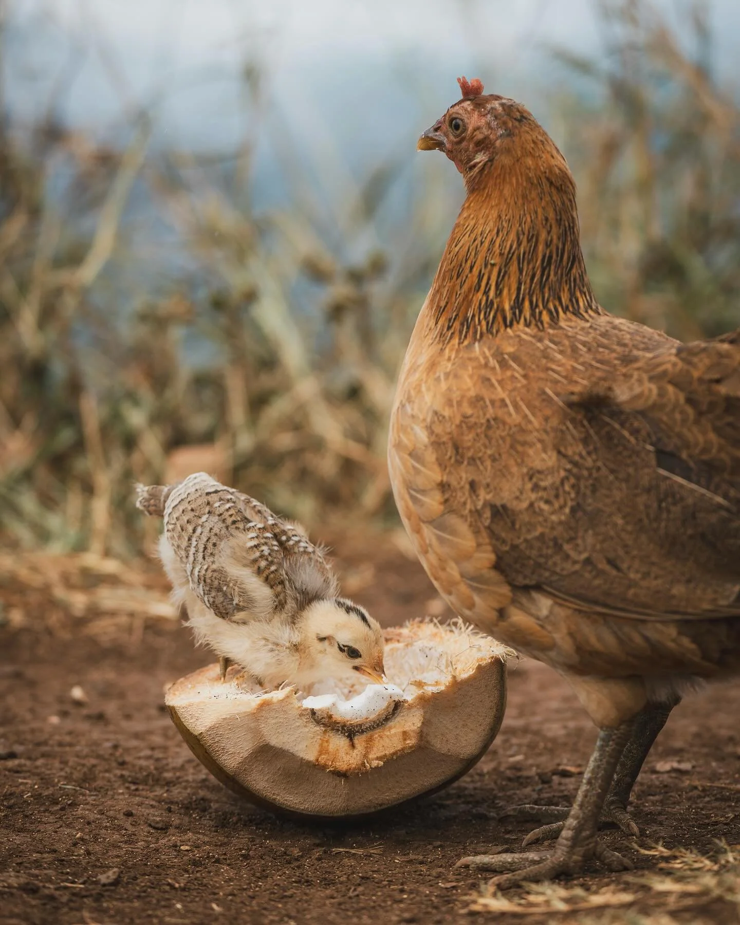 Coconut Hatchling &bull; 2025